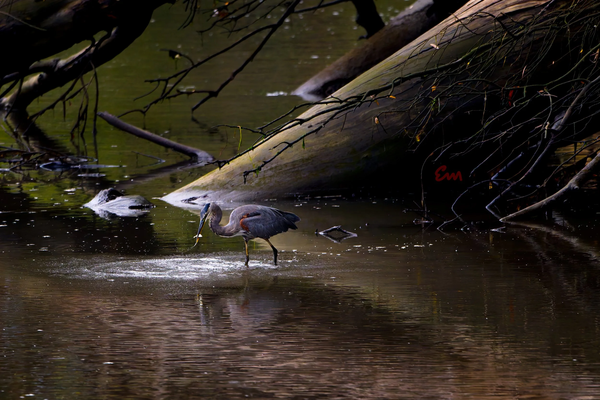 20250811-25.08.11 Great Blue Heron @ Arana Gulch-36.jpg