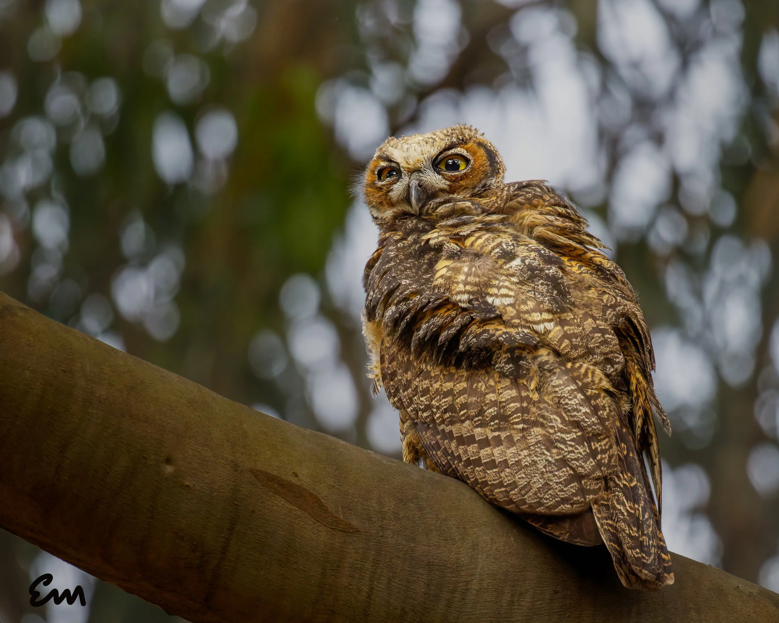 Great Horned Owl #261 (30x24).jpg