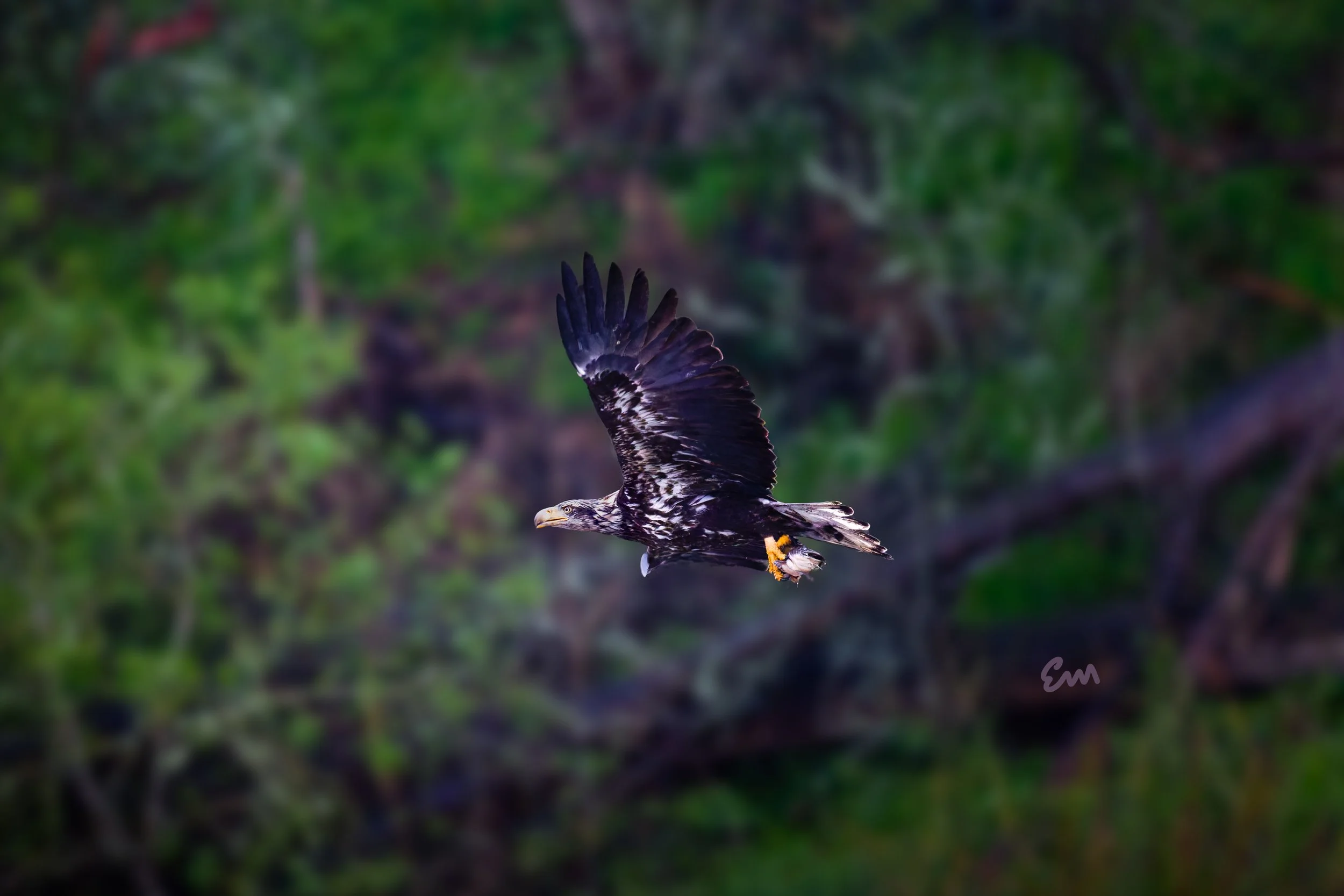 20250314-25.03.14 Bald Eagle @ Schwann Lake-22-Edit-Squarespace.jpg