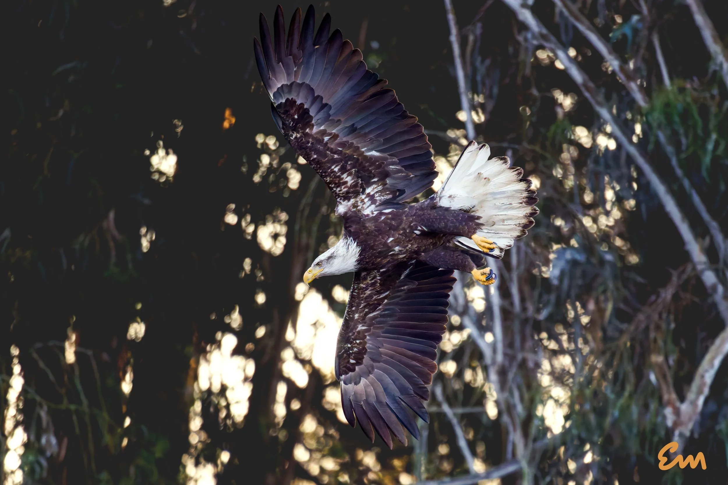 20260201-26.02.01 Eagles @ Schwan Lake-135 (30x20, signed).jpg