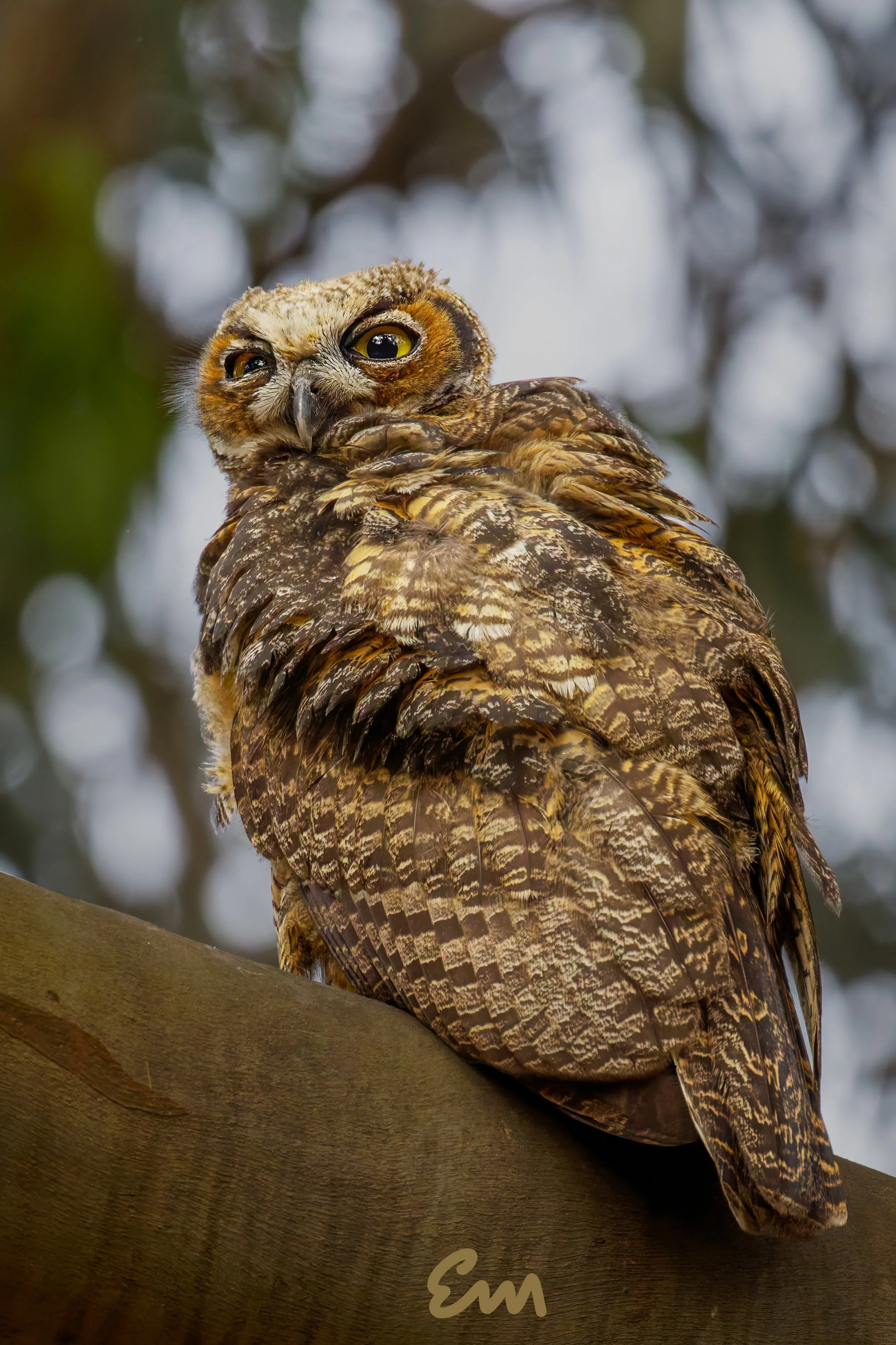 Great Horned Owl #261 (20x30).jpg
