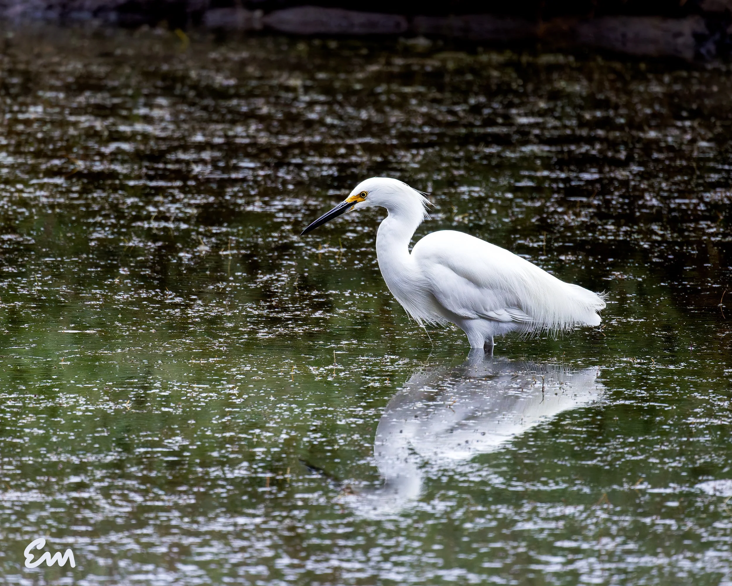 Snowy Egret #34