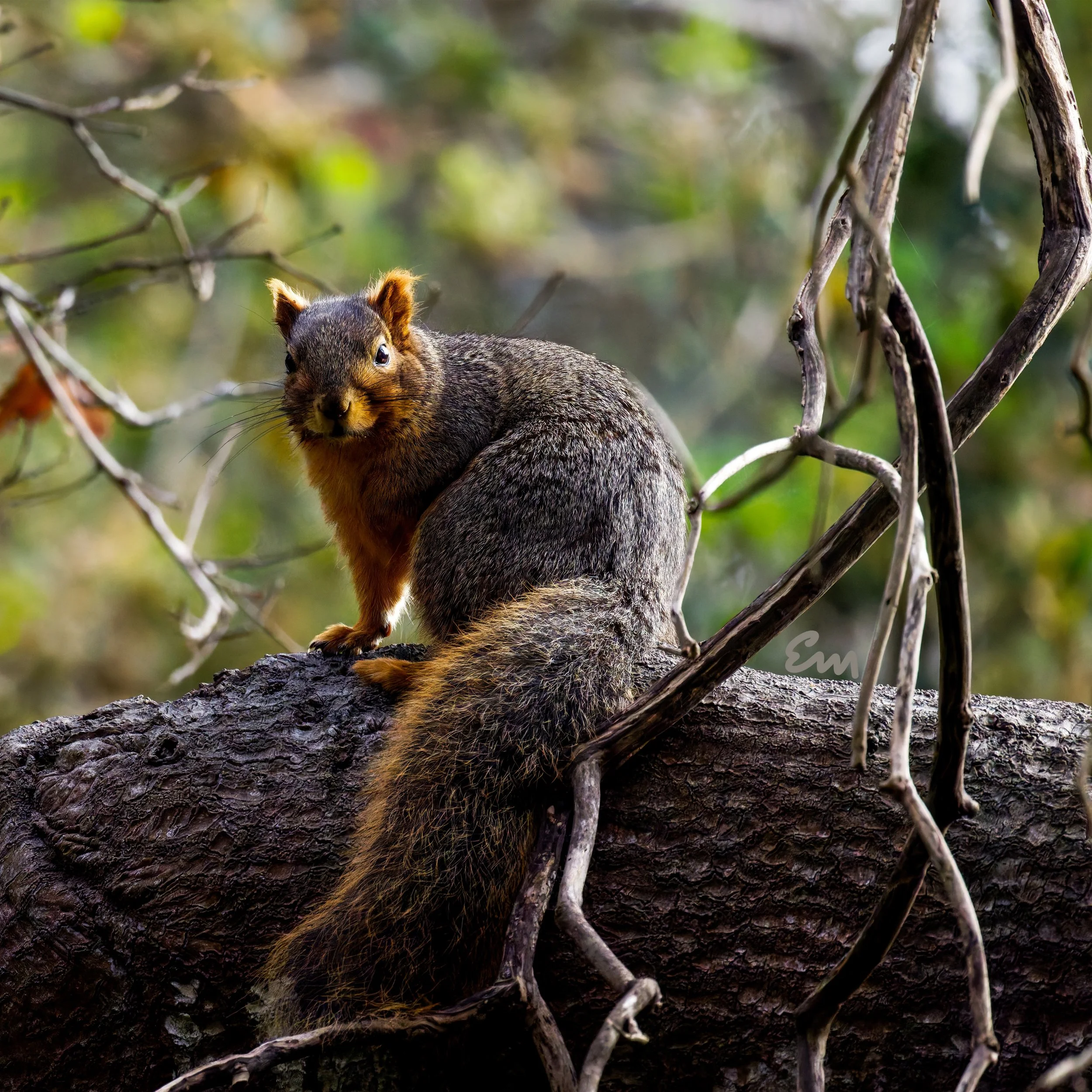 Squirrel #6.jpeg