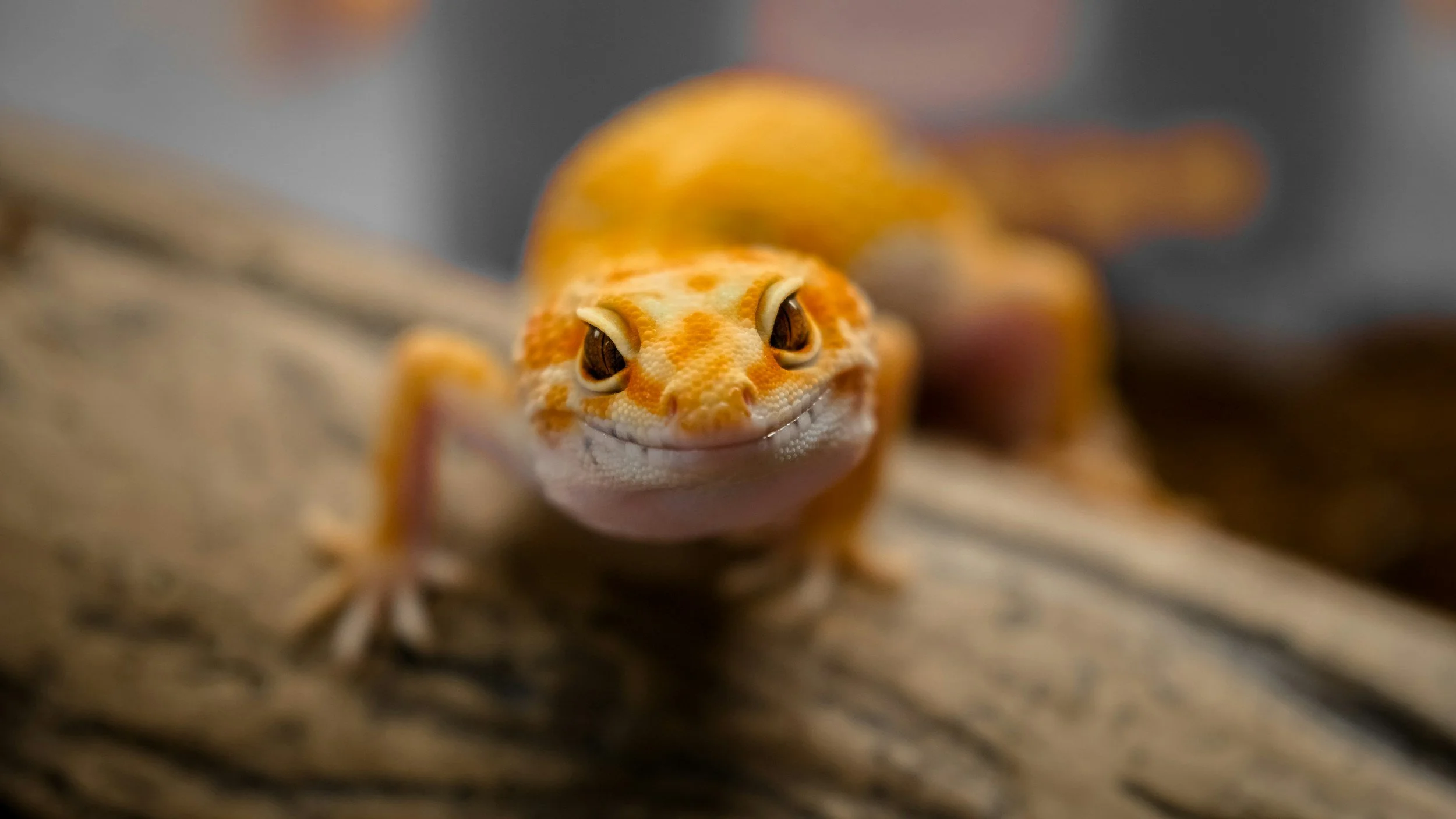 Homeschool Explorers: Slimy/Scaly