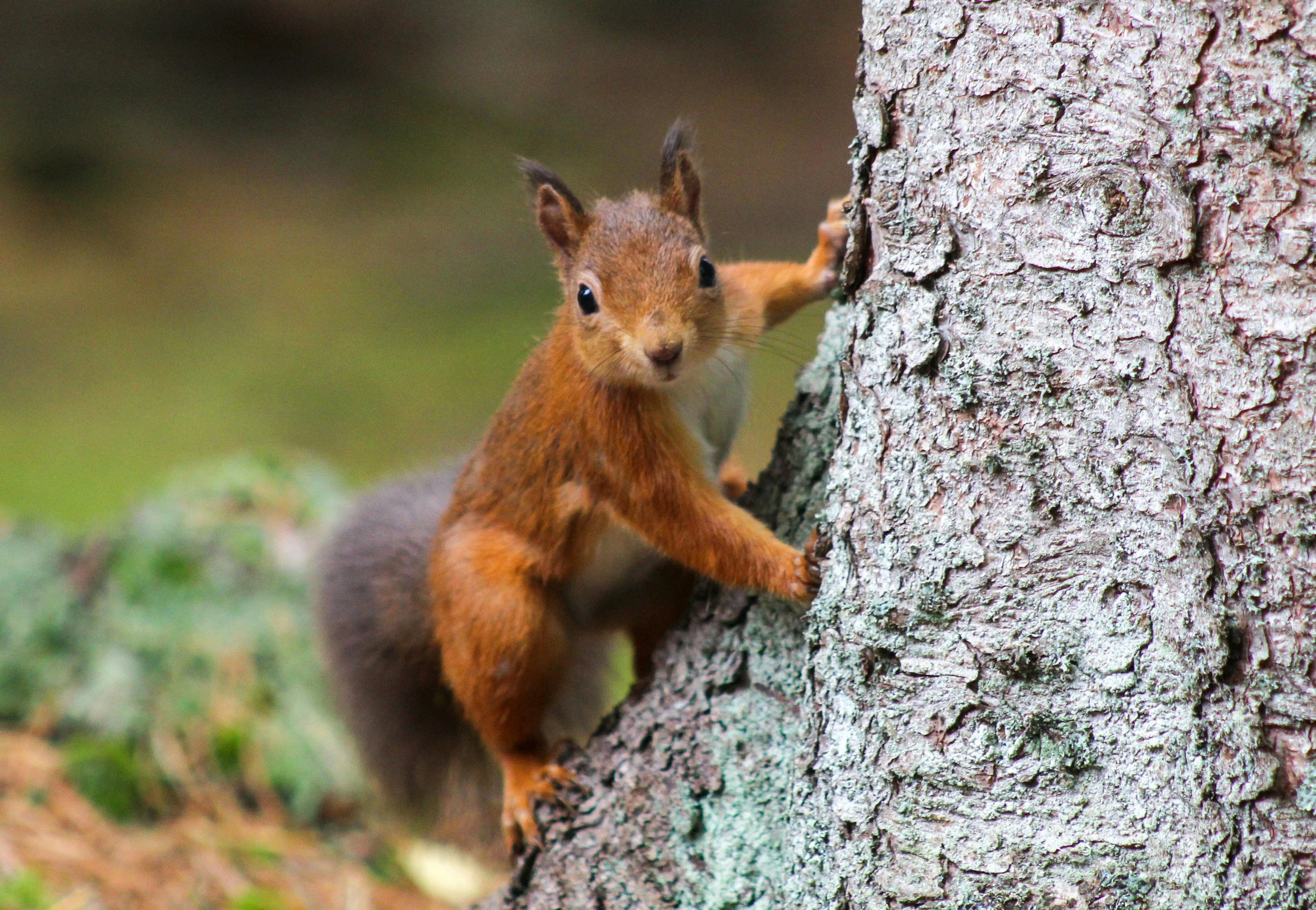 SCNP: Family Homeschool Day (Sept - Mammals)