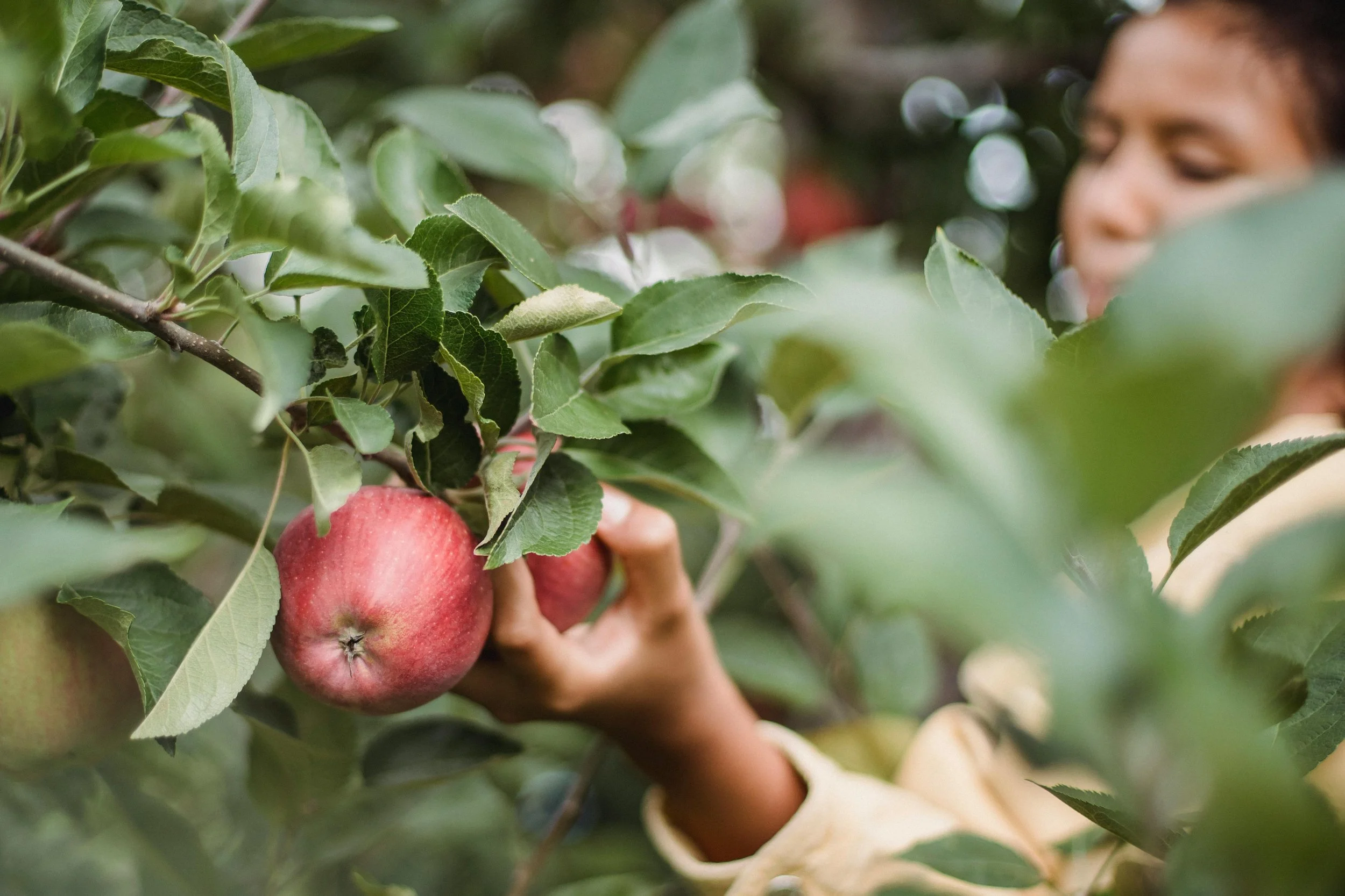 It’s Apple Picking Season! Juicy Field Trips for Homeschool Families