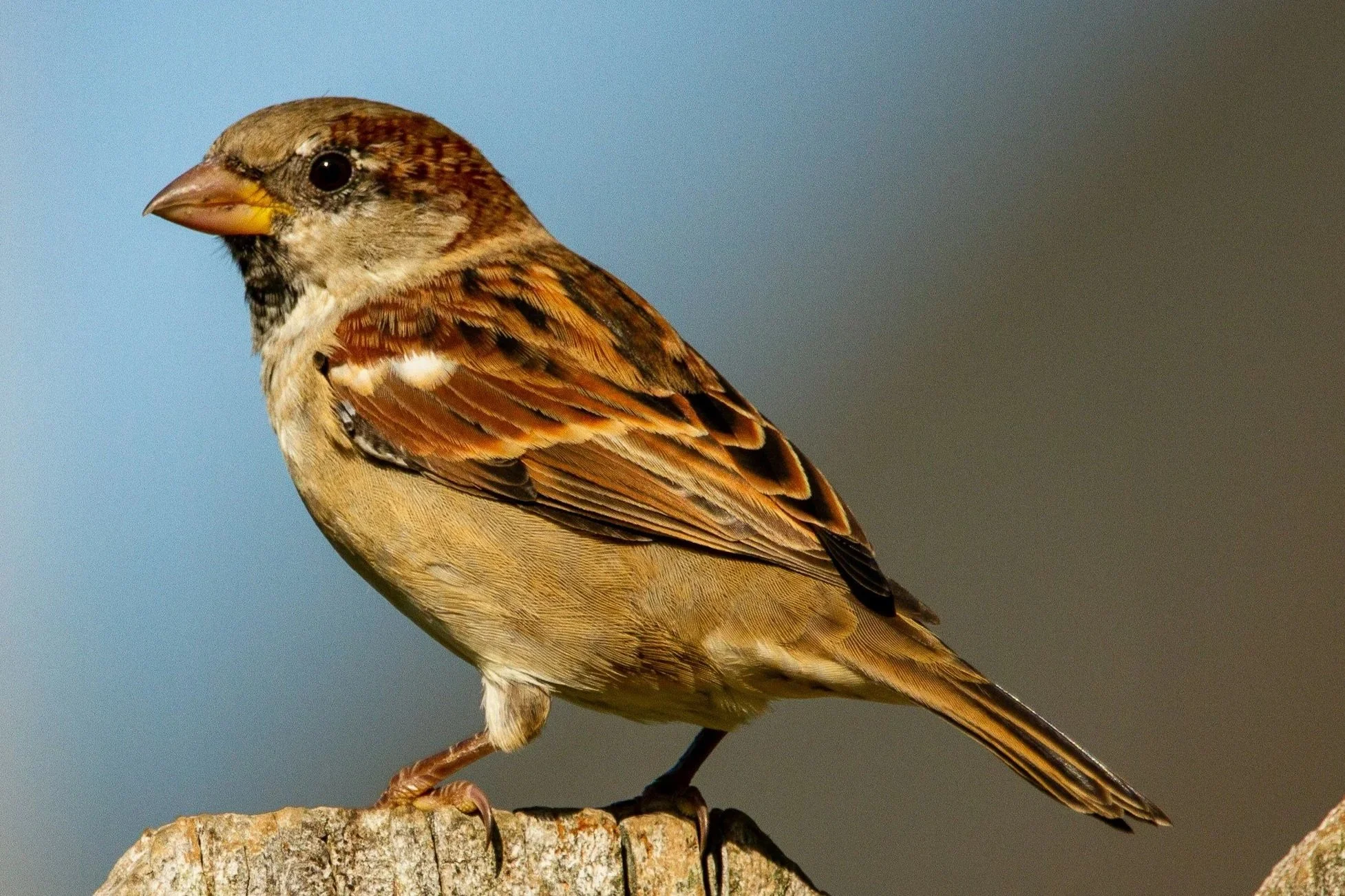 Homeschool Explorers: Feathered Friends