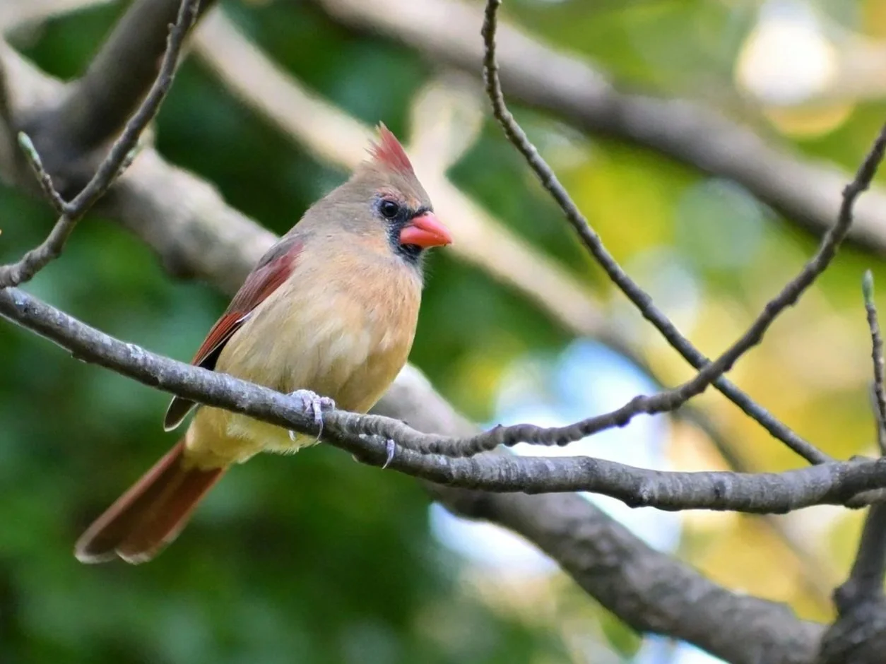 Great Backyard Bird Count