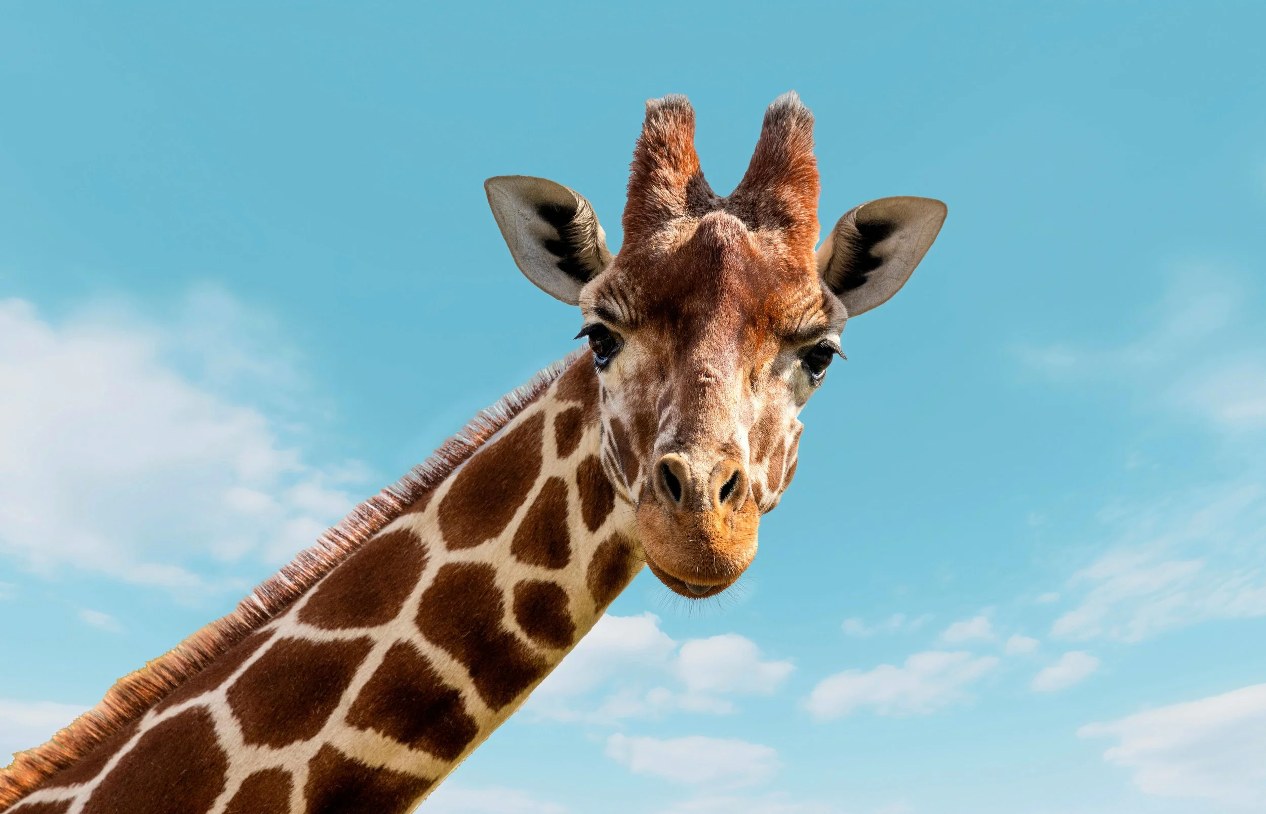 Homeschool Discovery Day at the Zoo: Super Senses