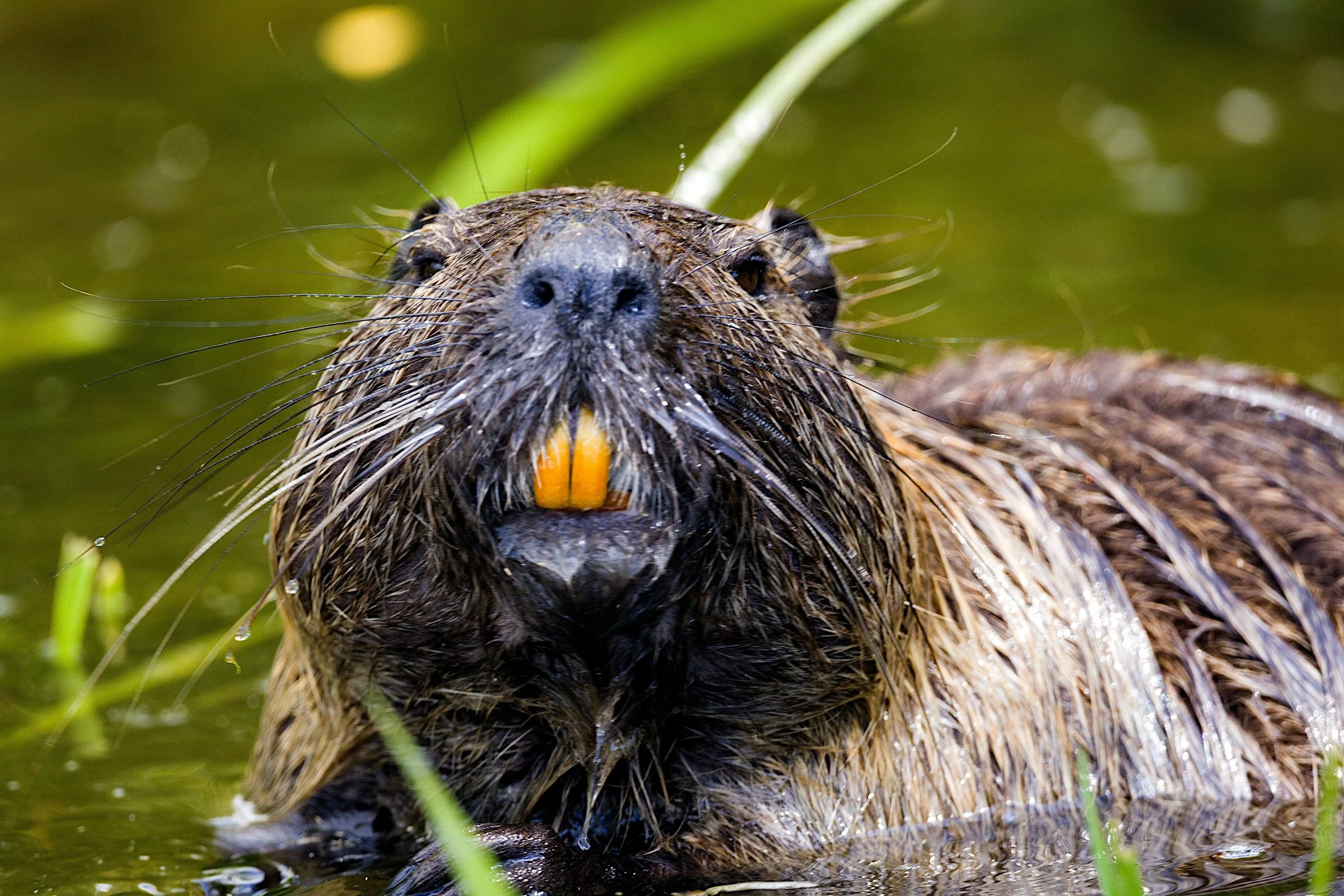 Nature Homeschool - Beaver Biology