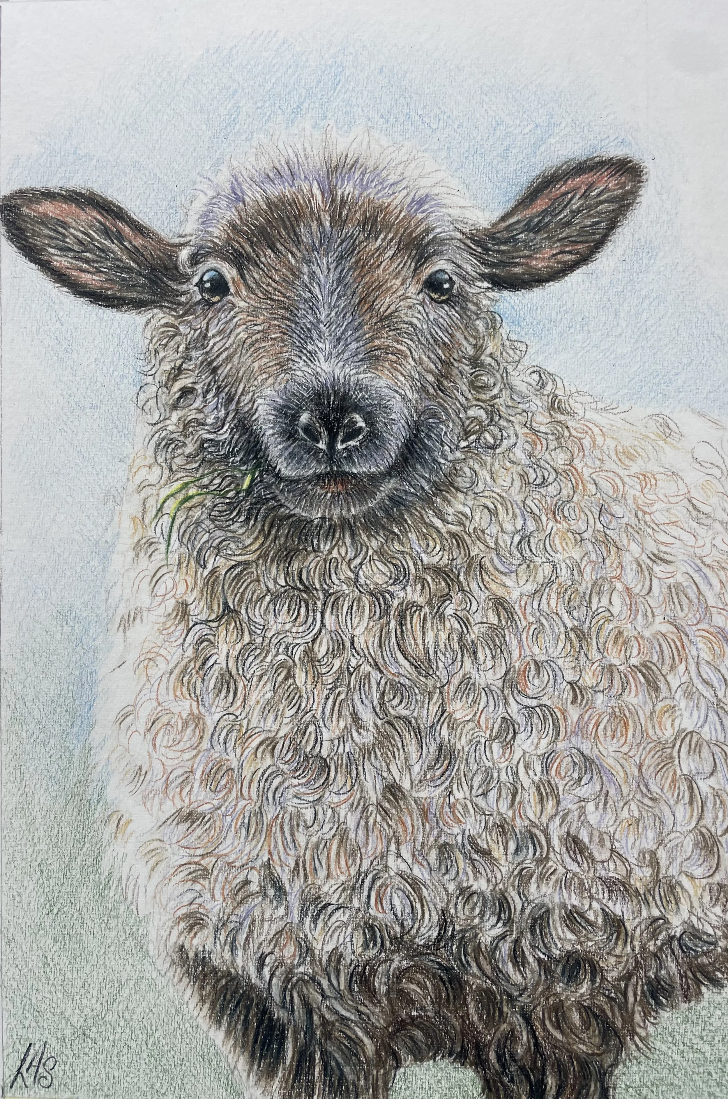 Betsy the Sheep