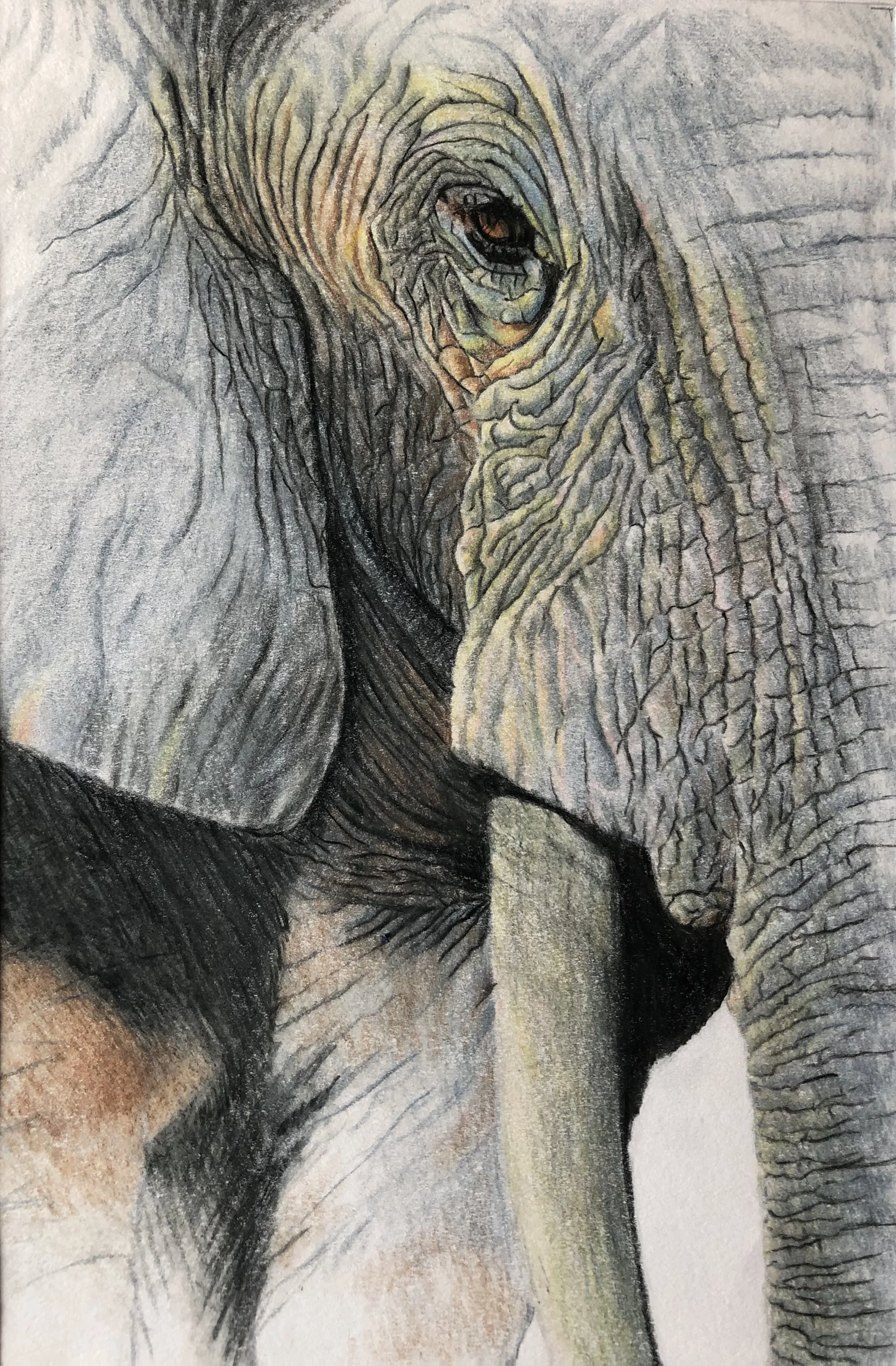 Louise Southan- animals.jpg