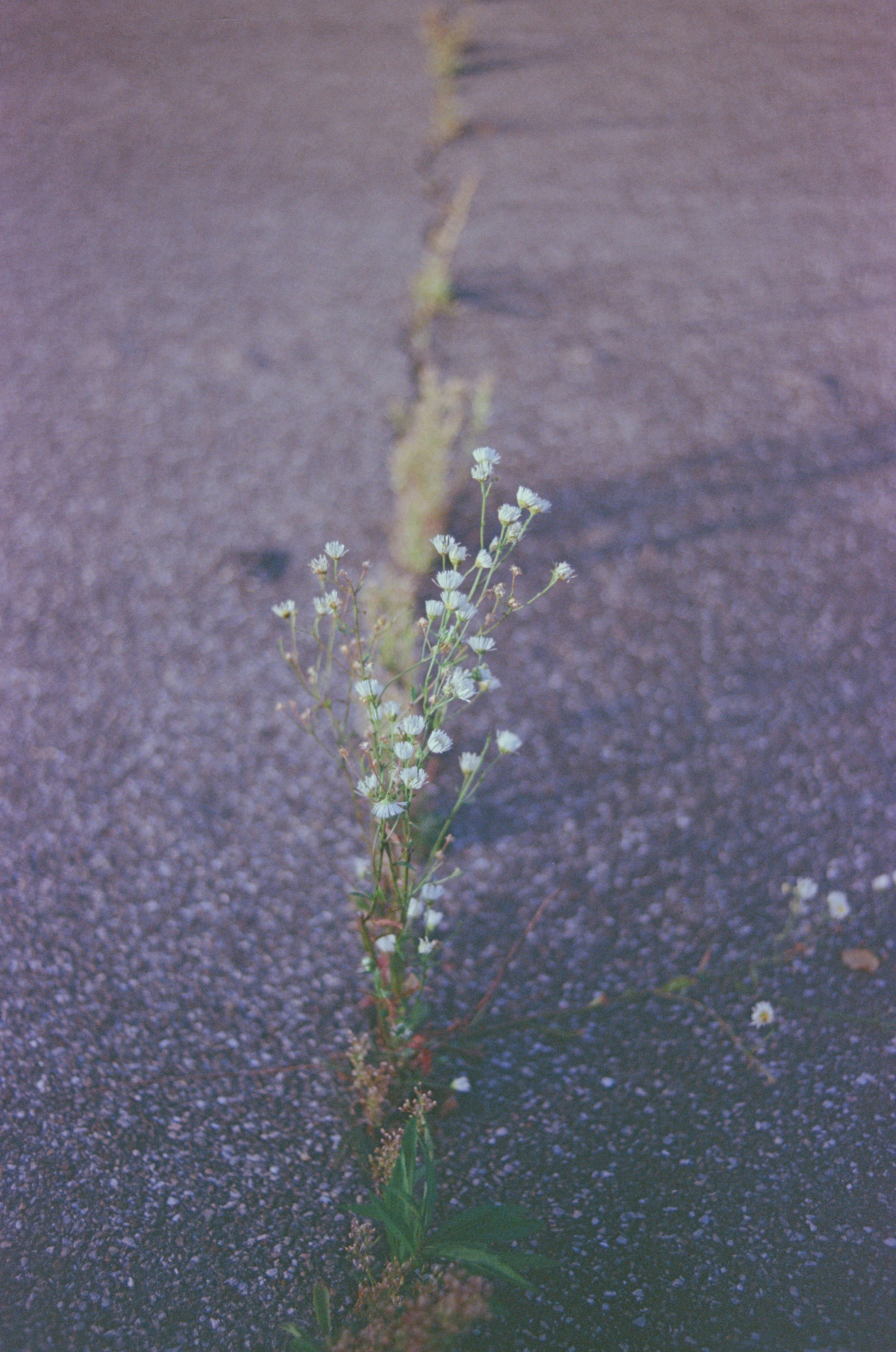 flower.jpg
