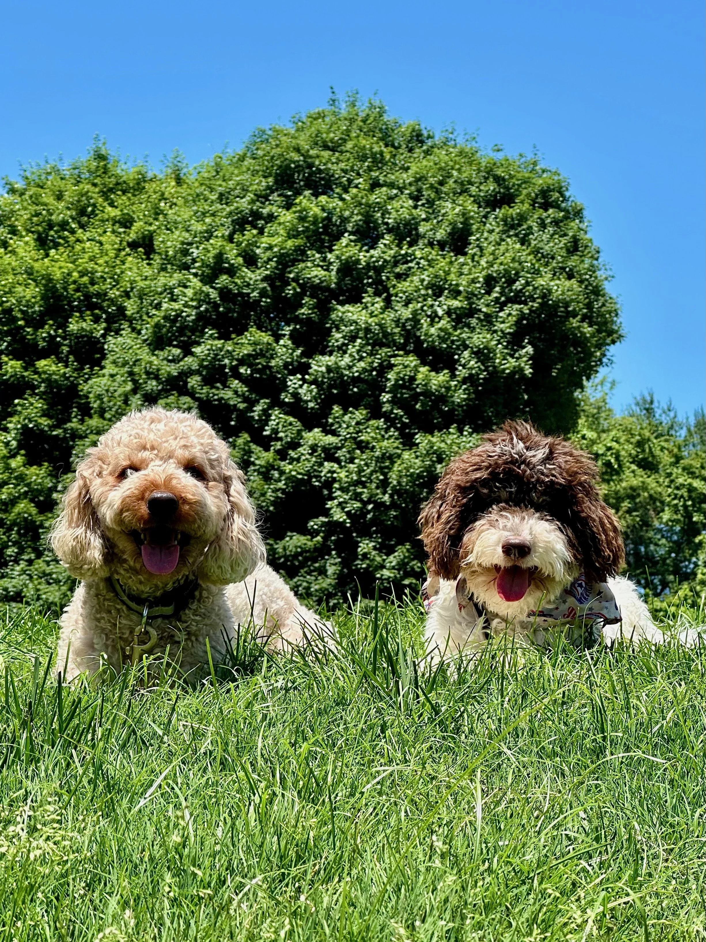 Two dogs lying on green grass in Arlington VA in front of a large leafy tree under a clear blue sky.