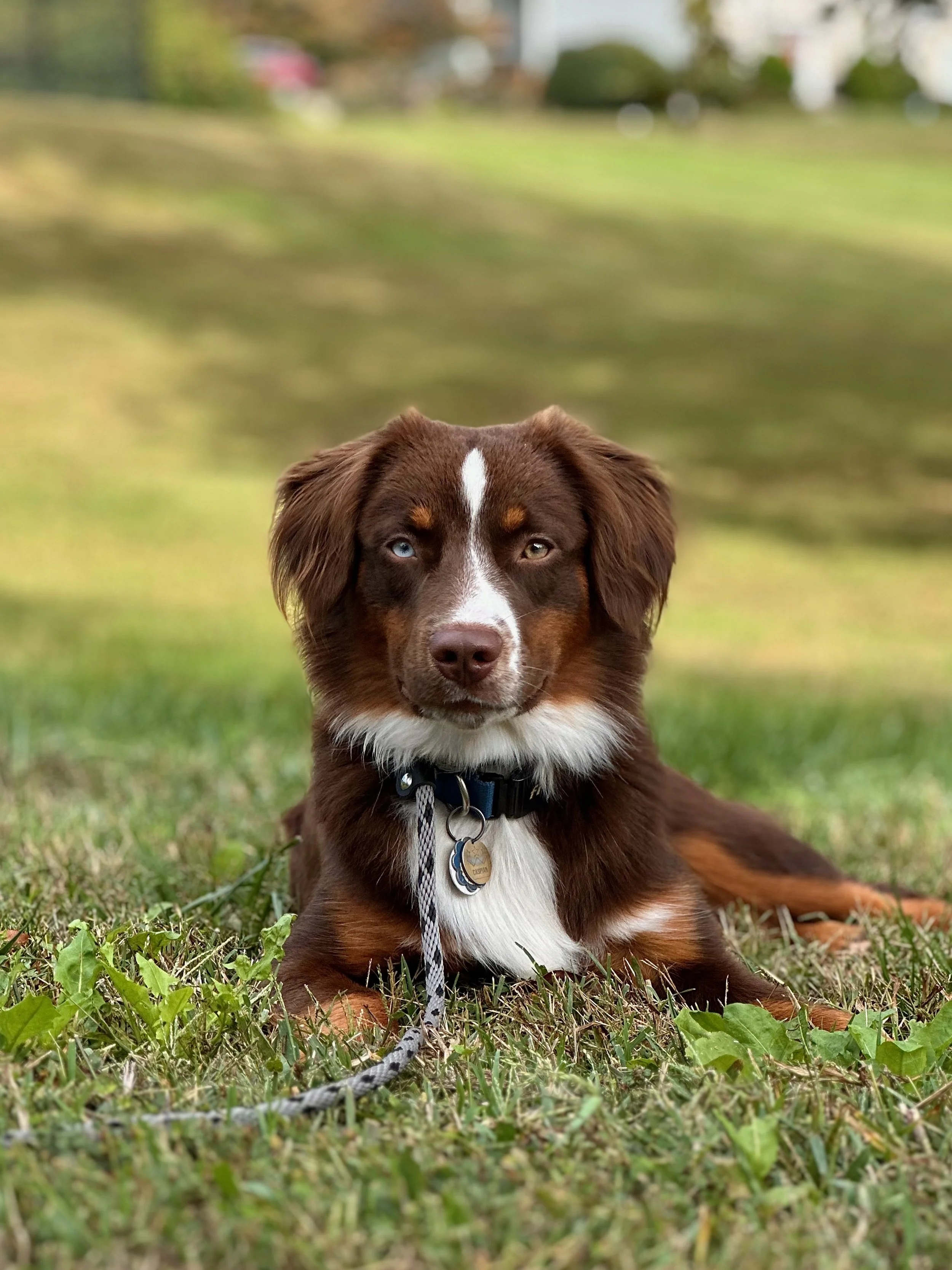 dog training student