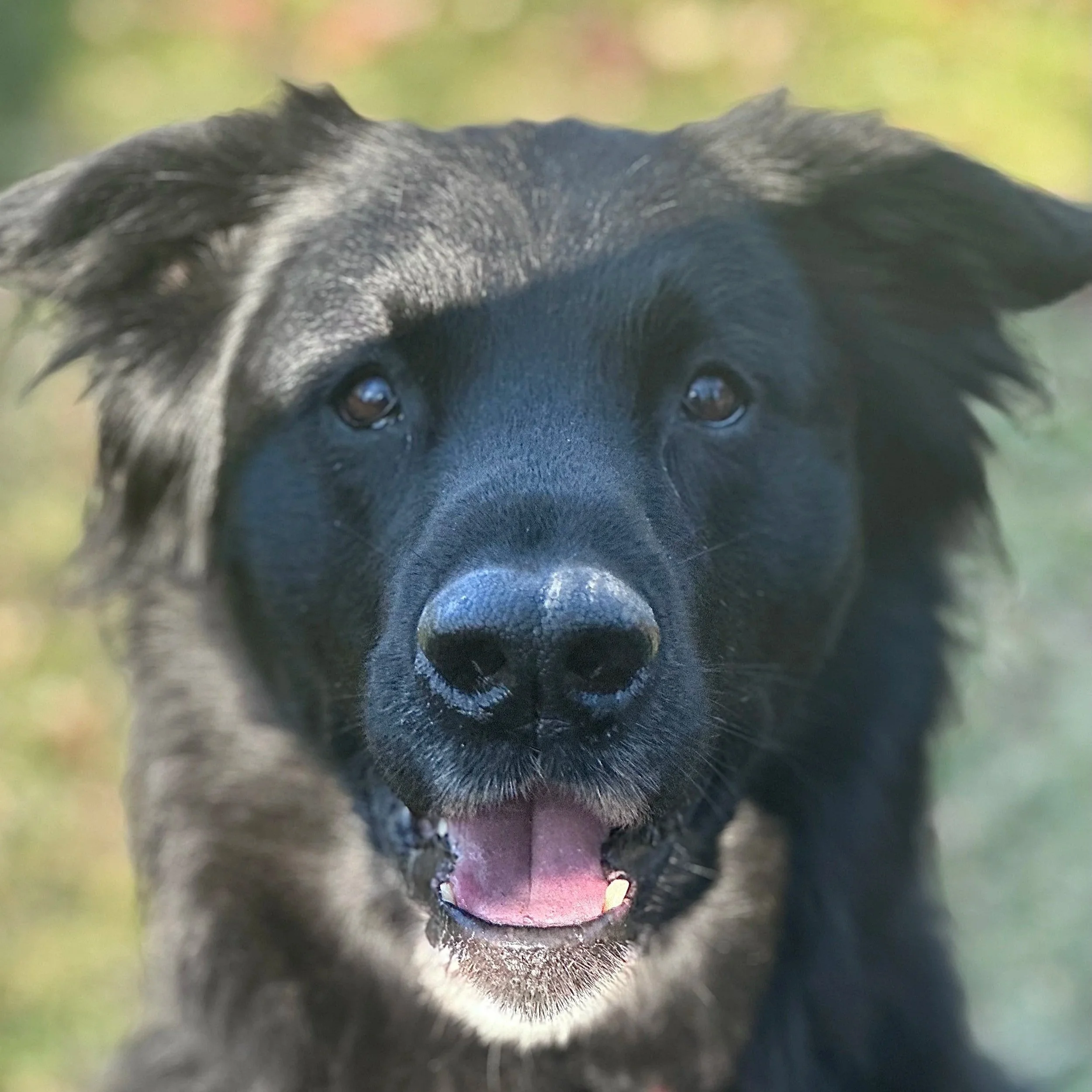 happy smiling dog during training