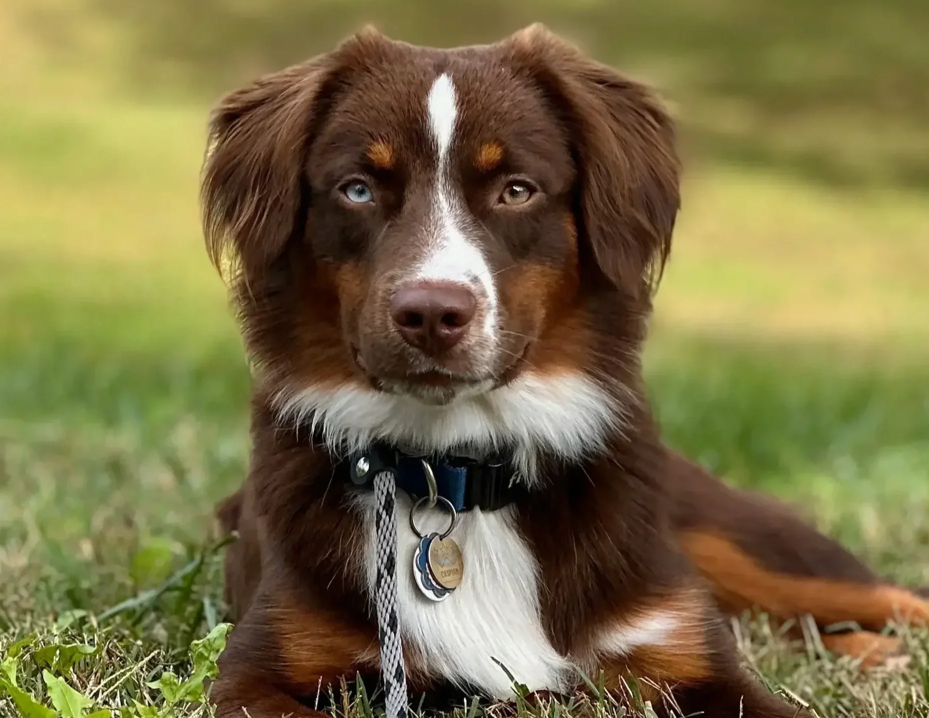 Adult dog training session in Northern Virginia