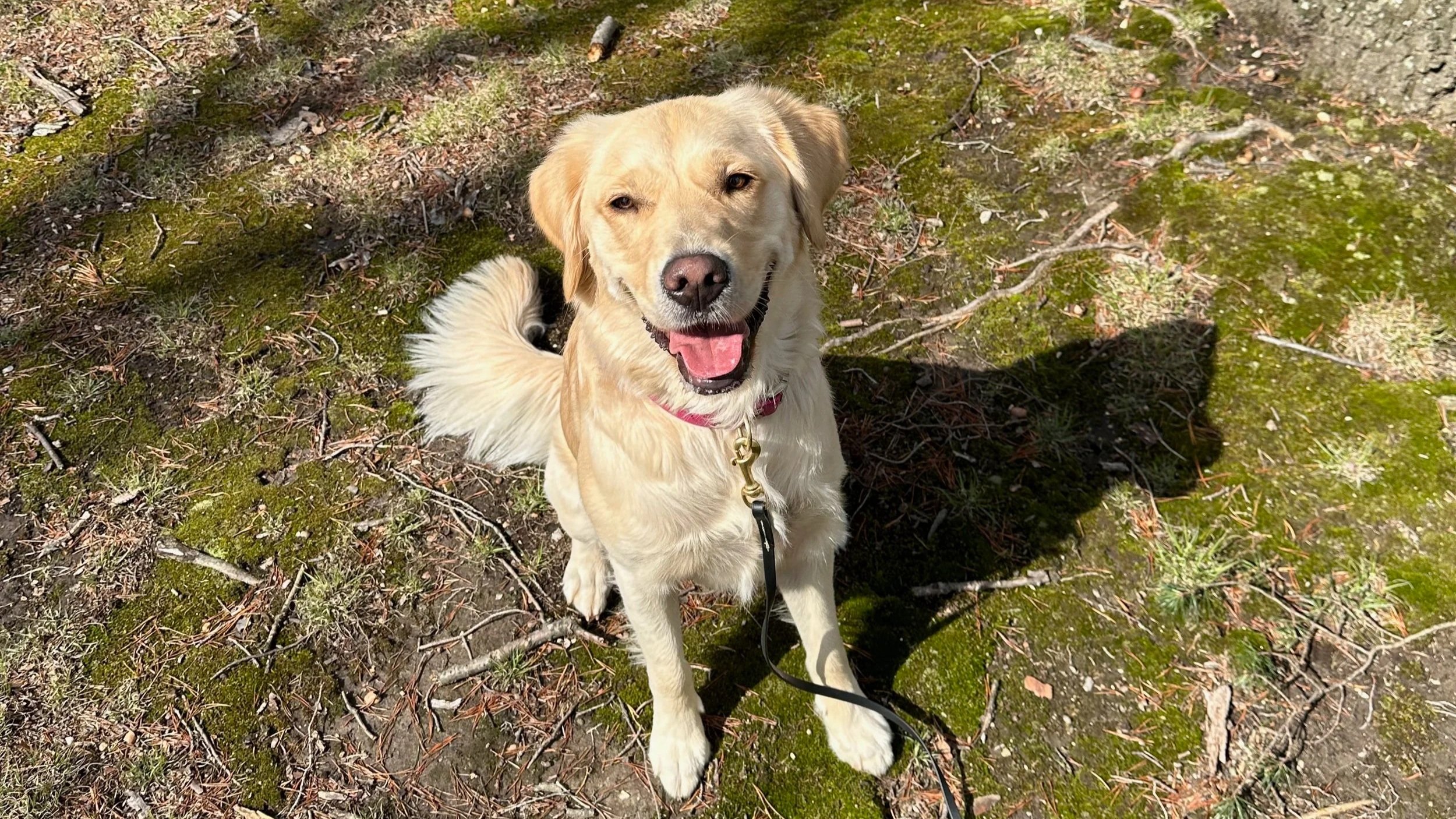 A cheerful golden retriever dog sitting on mossy ground in a forest, looking up at the camera with its tongue out.