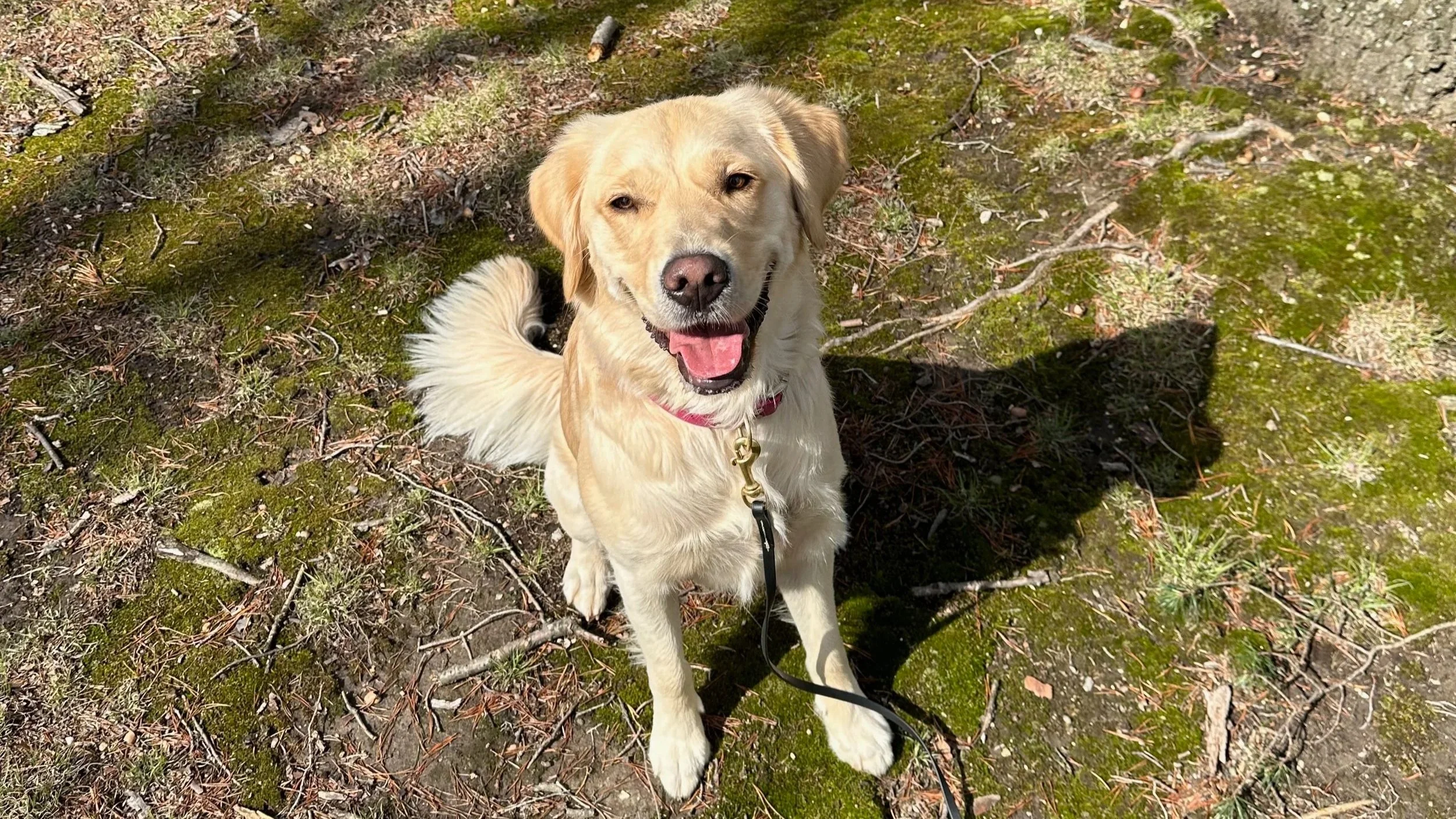 Golden retriever dog training in Springfield VA sitting on mossy ground in a forest, looking up at the camera with its tongue out.