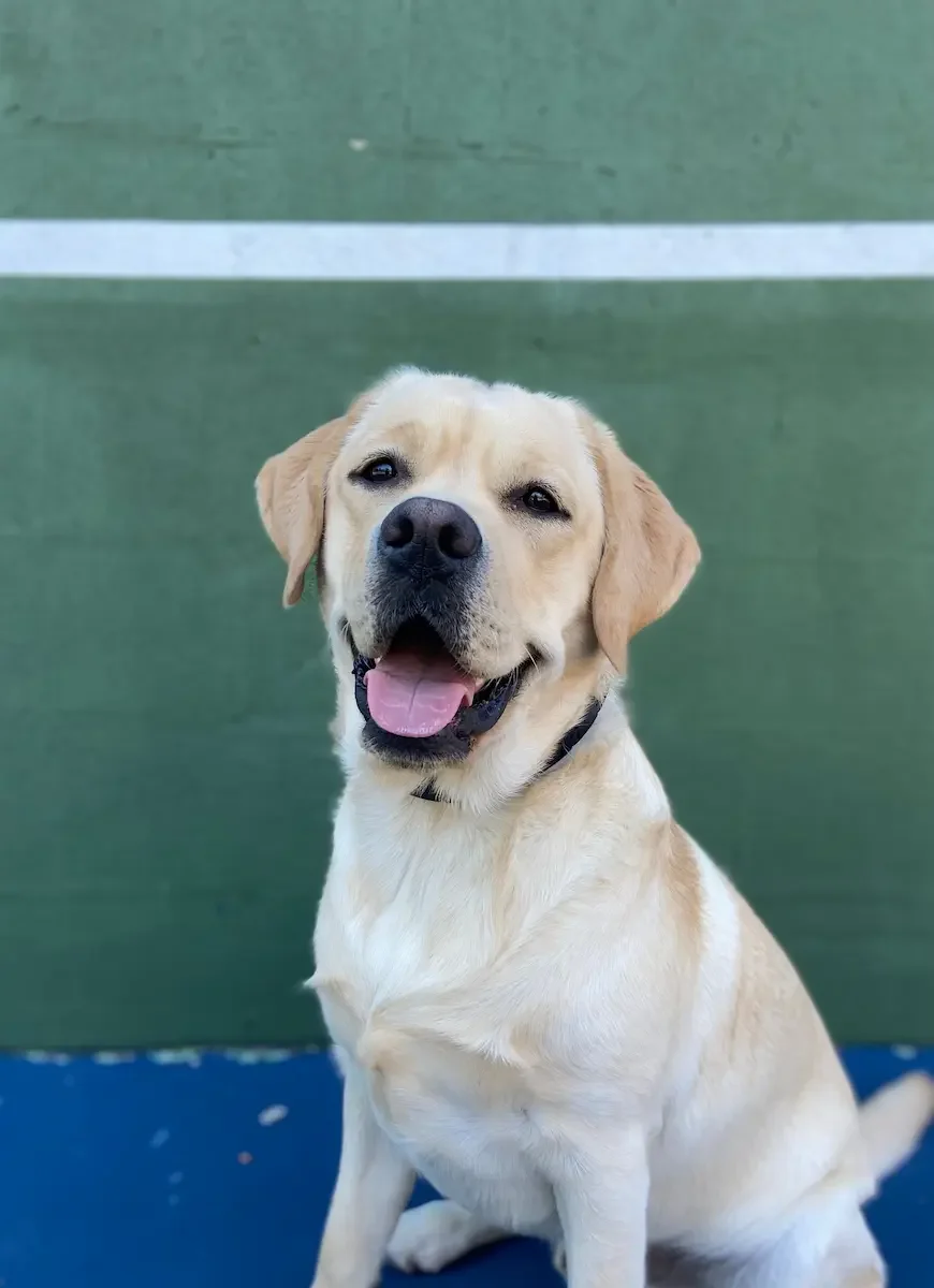 yellow lab with green background in arlington va park