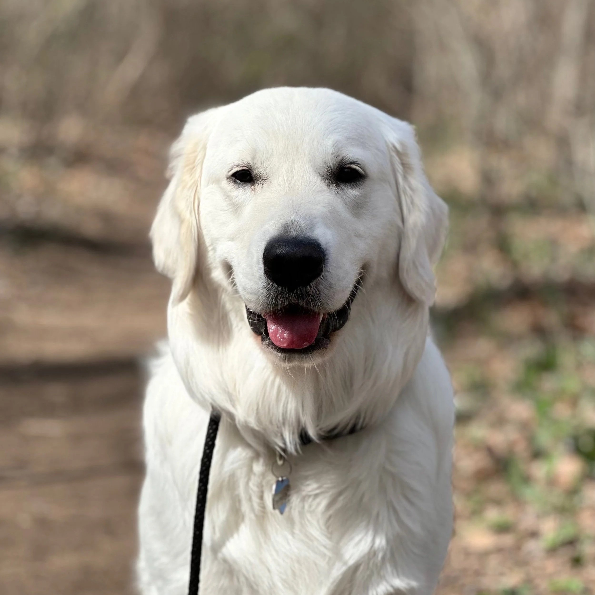 Golden Retriever Dog Training 