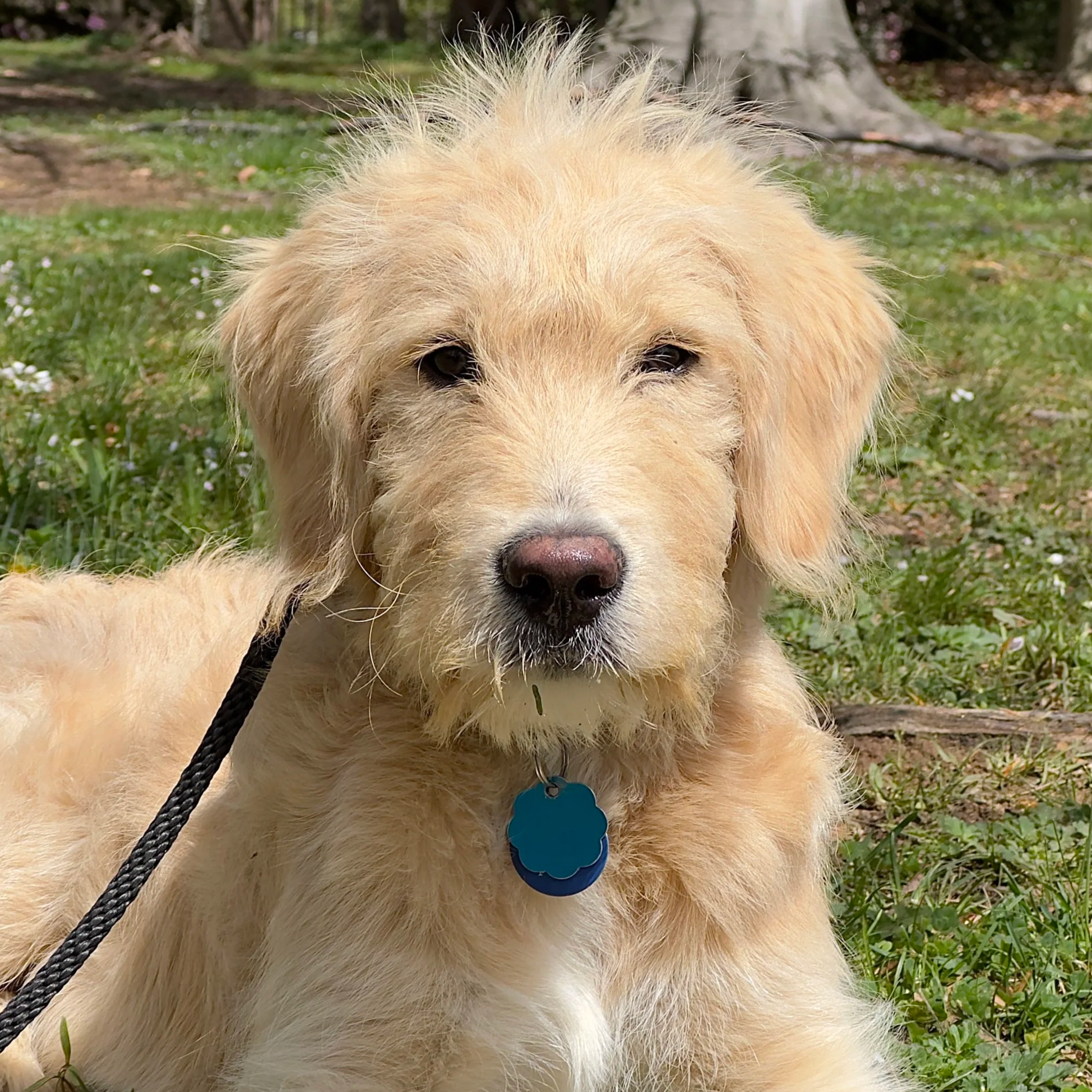 Golden Doodle Dog Training 