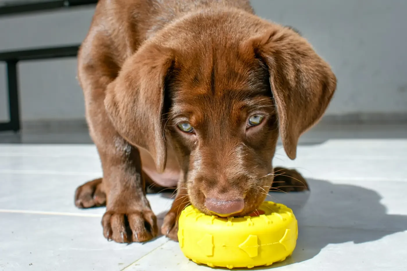 When Should You Start Training a Puppy? (Northern Virginia Guide)