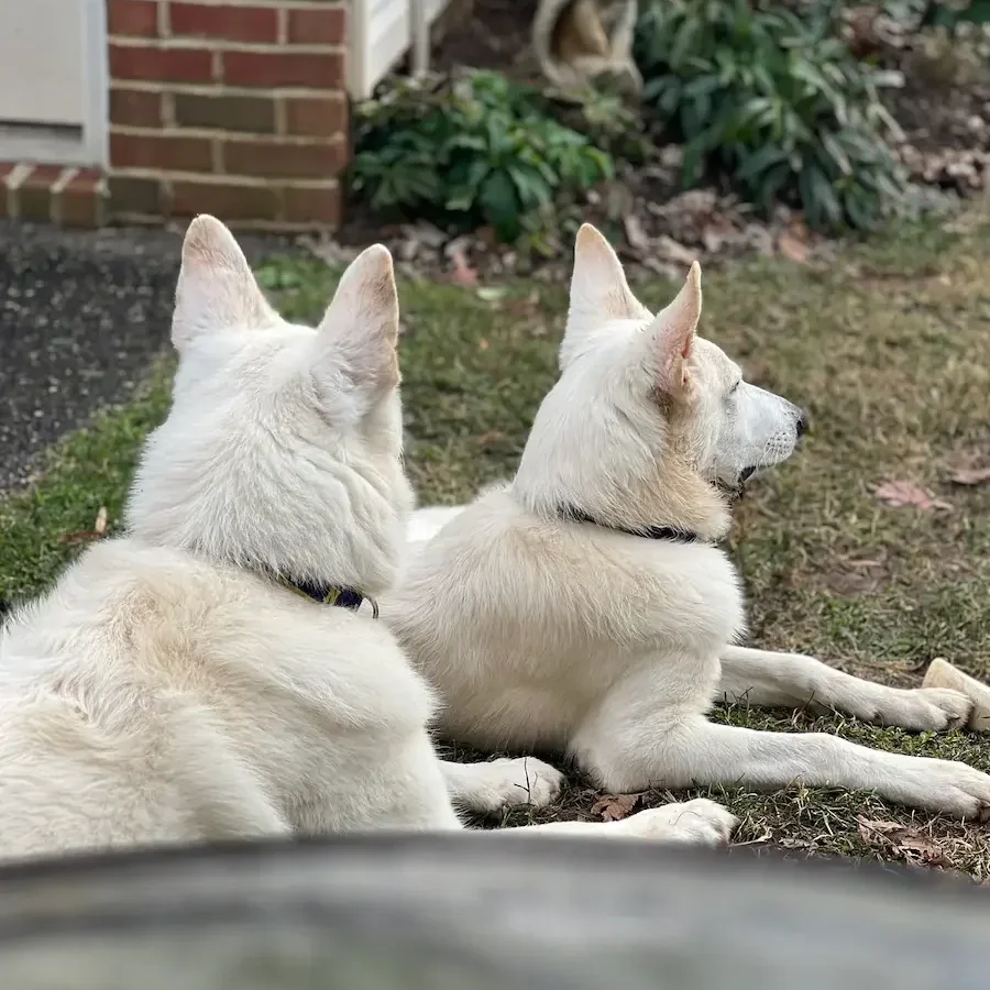 two white dogs looking at something in yard in mclean va dog training