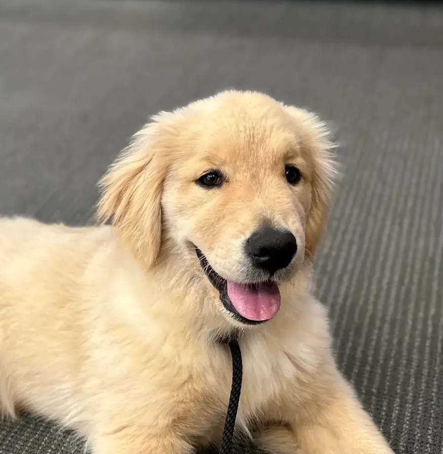 Private in-home dog training session focused on preventing jumping and improving house manners.