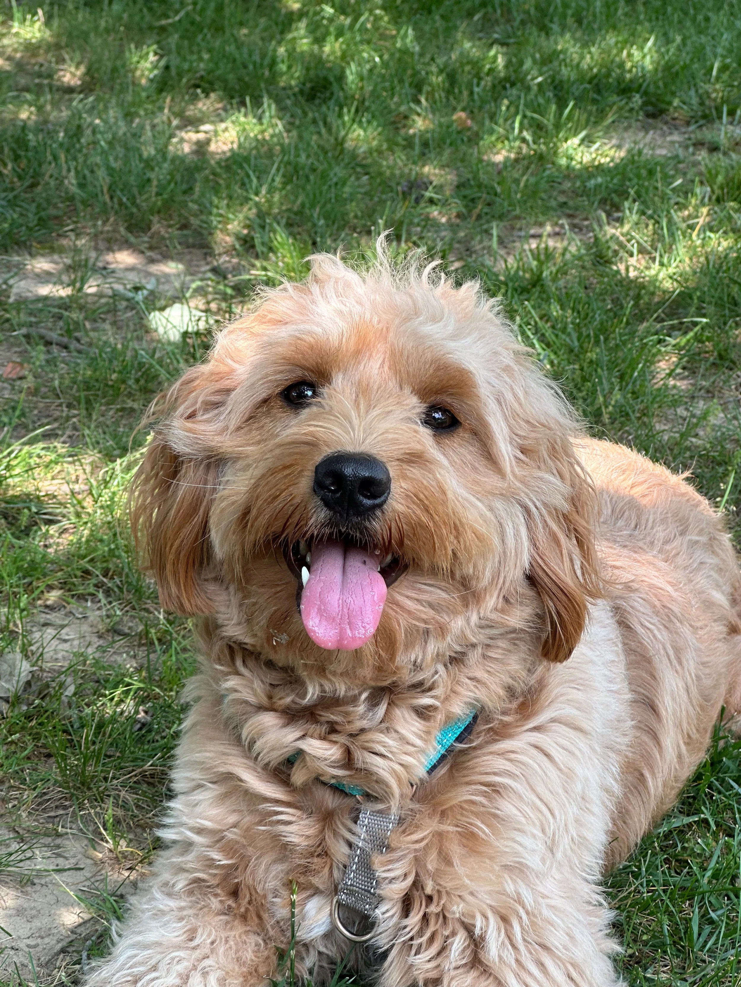 Adult dog training at park environment in Northern Virginia