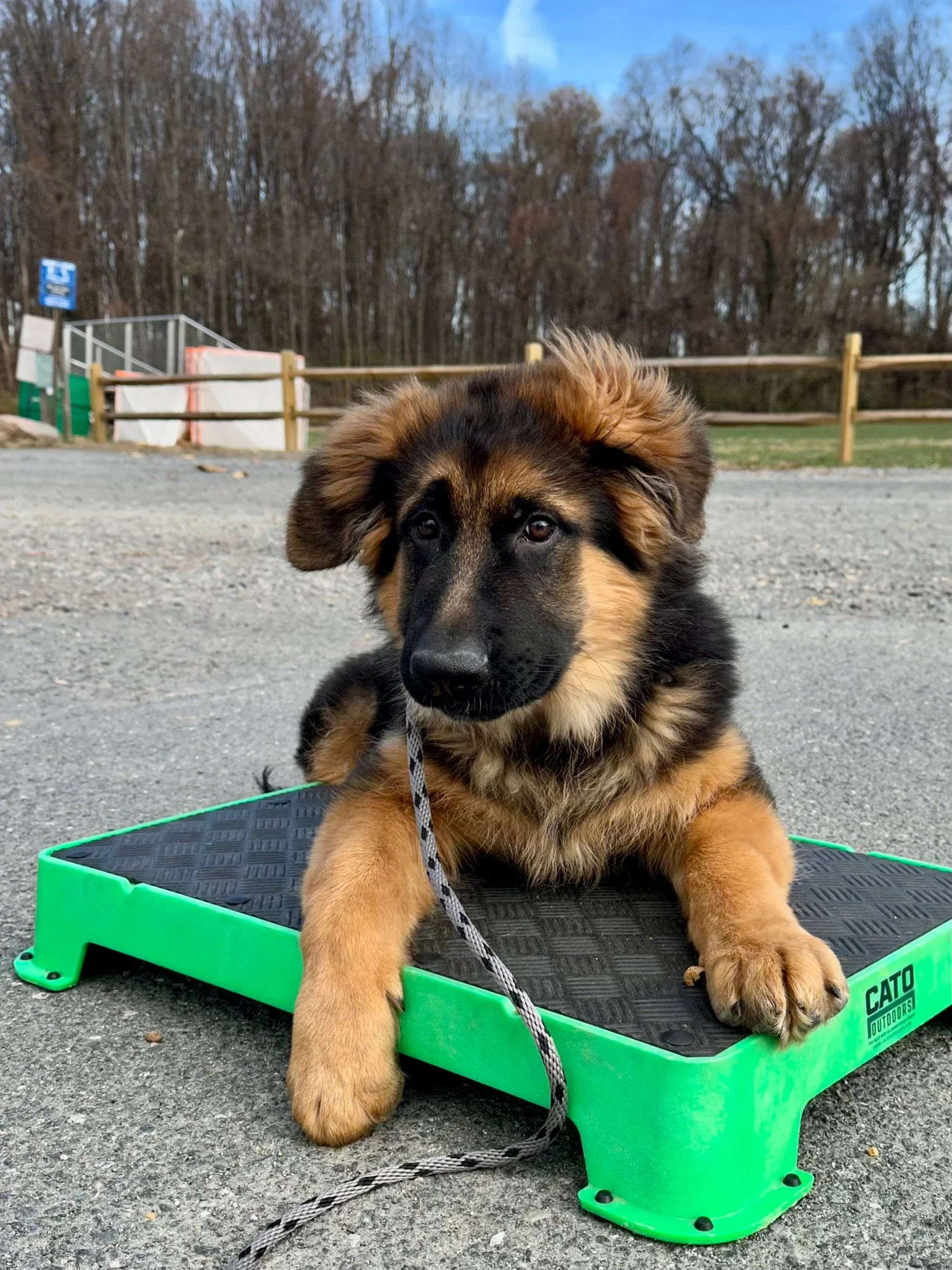 German Shepard Dog Training 