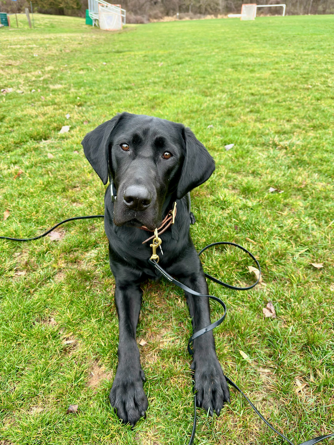 Private adult dog training lesson in Arlington Virginia