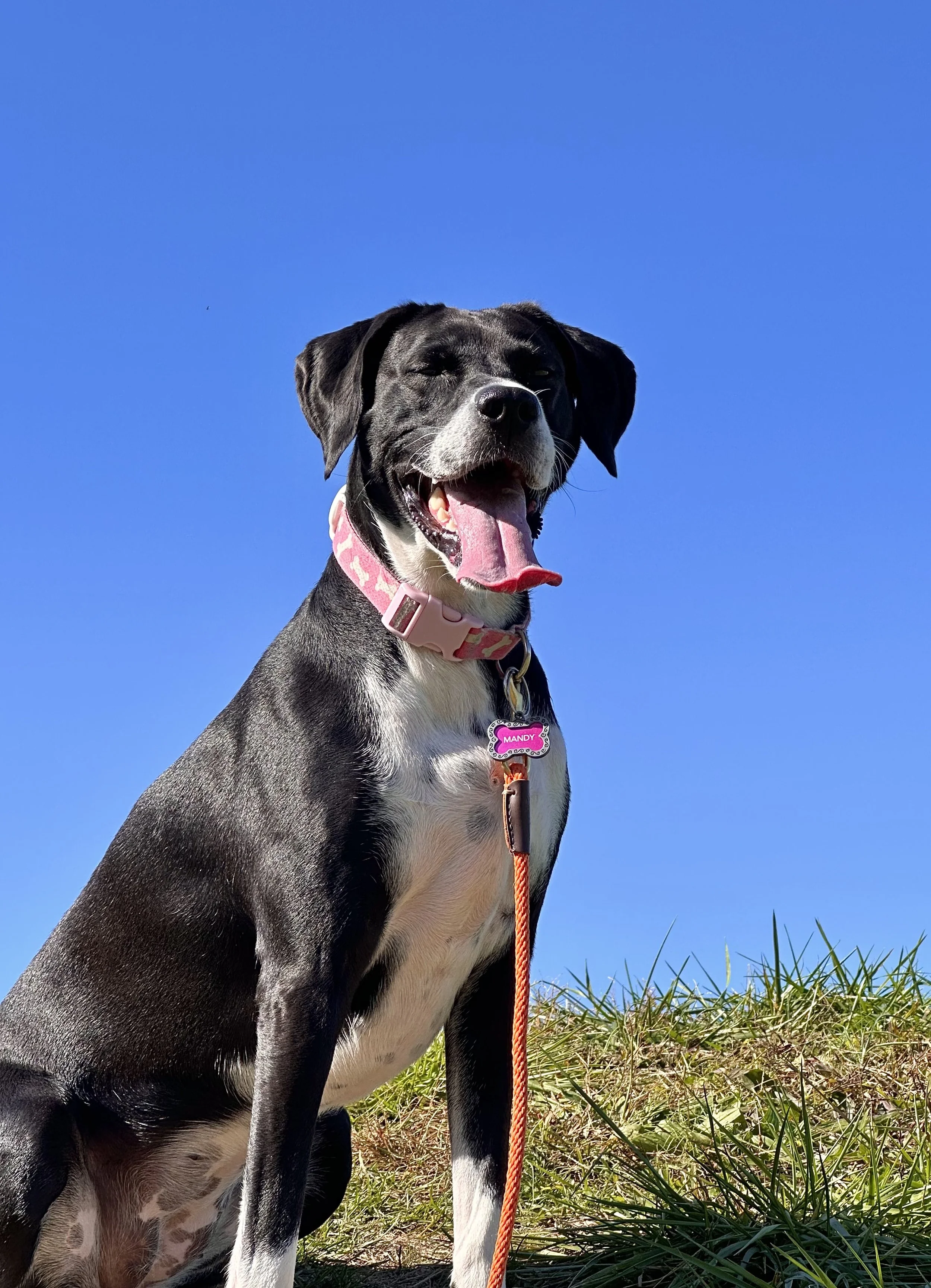 Happy girl in front of blue sky doing dog training in northern va