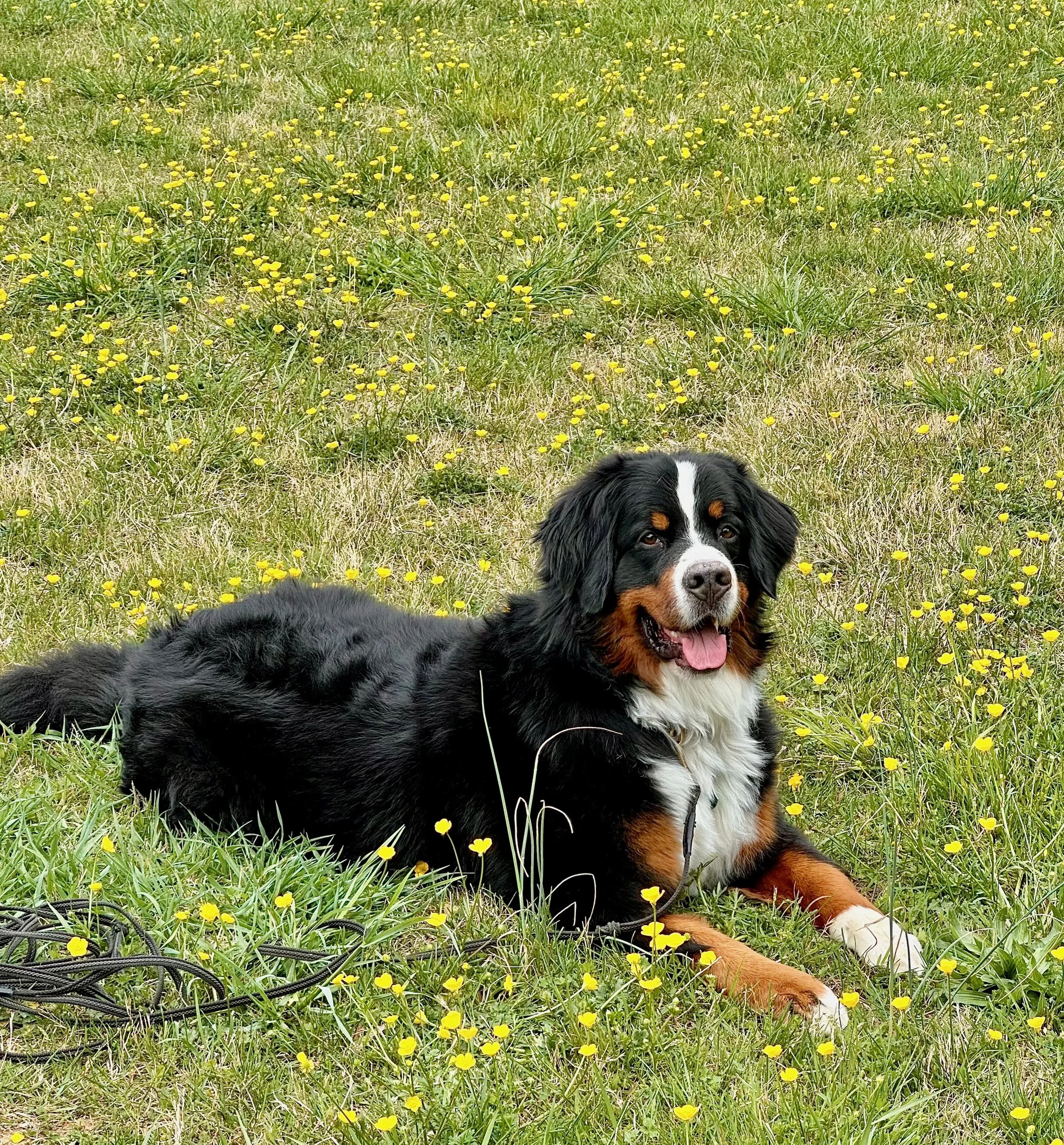 A Bernese Mountain Dog lying on a grassy field with yellow flowers, looking at the camera with its tongue out.