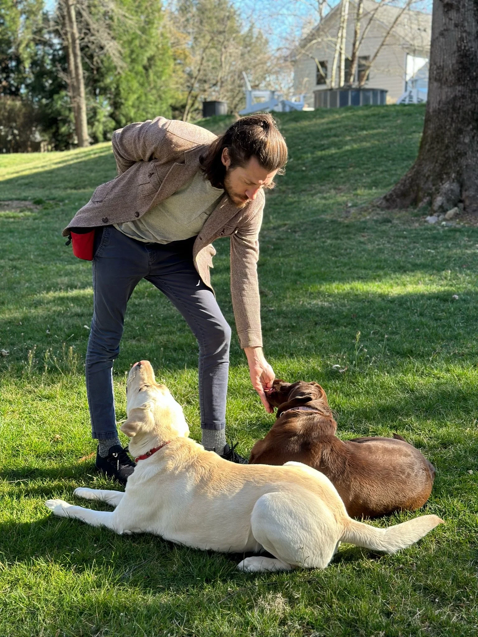 Dog Trainer in Northern Virginia training a yellow and brown lab