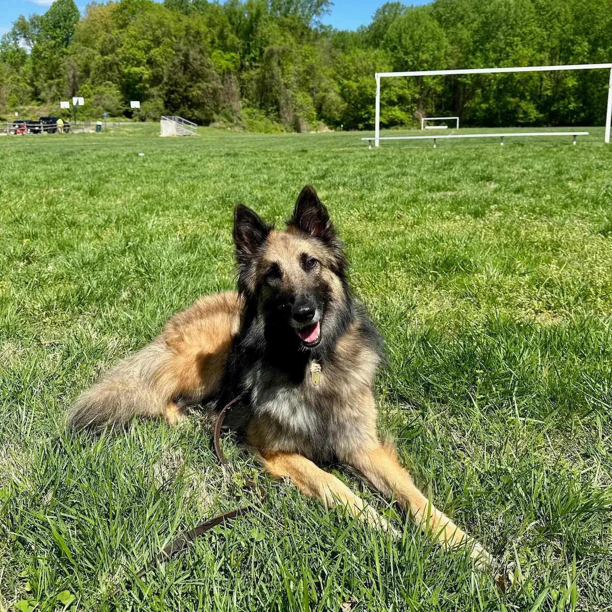 Adult dog learning obedience in Northern Virginia