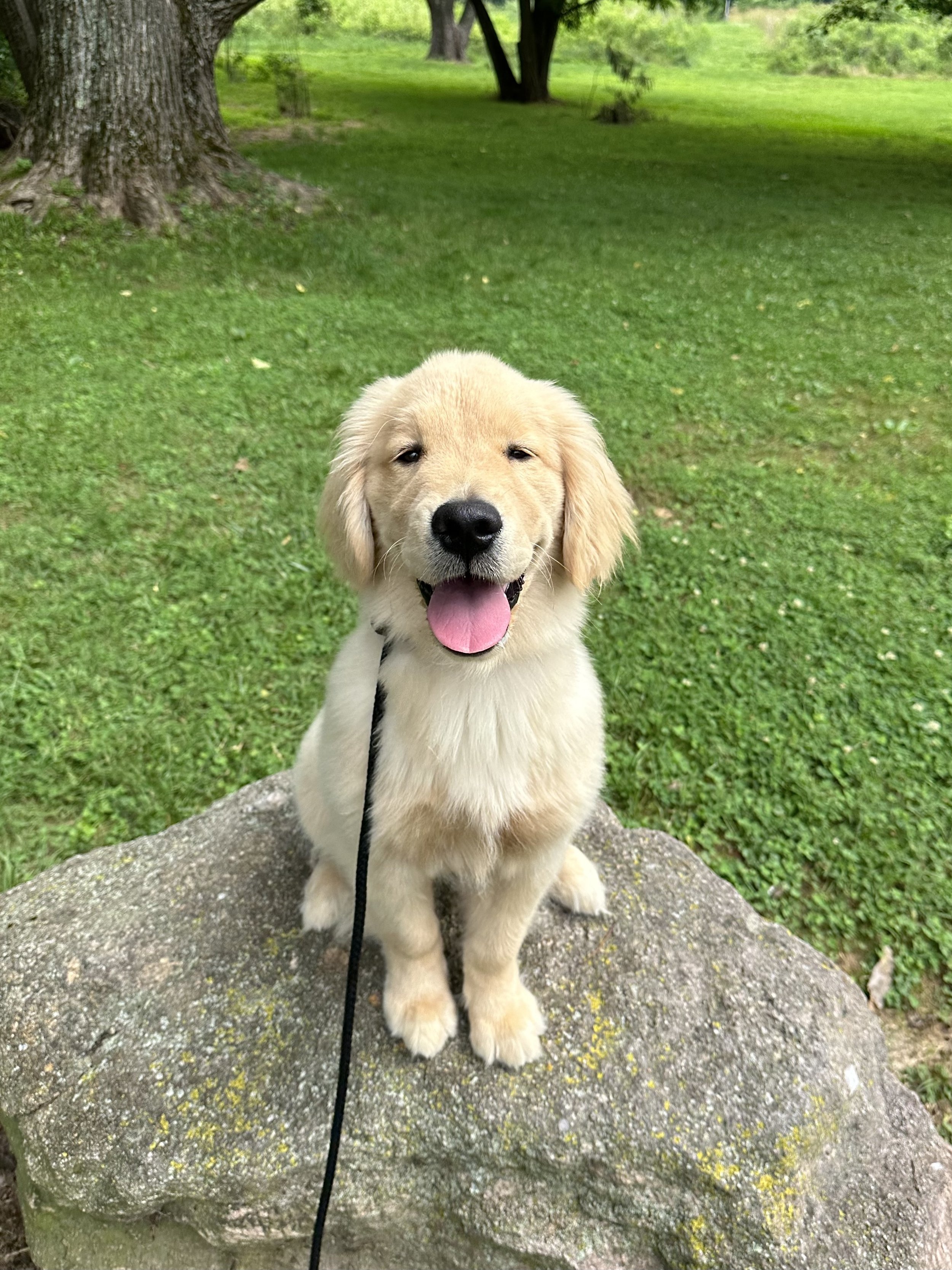 Golden Retriever Puppy Training