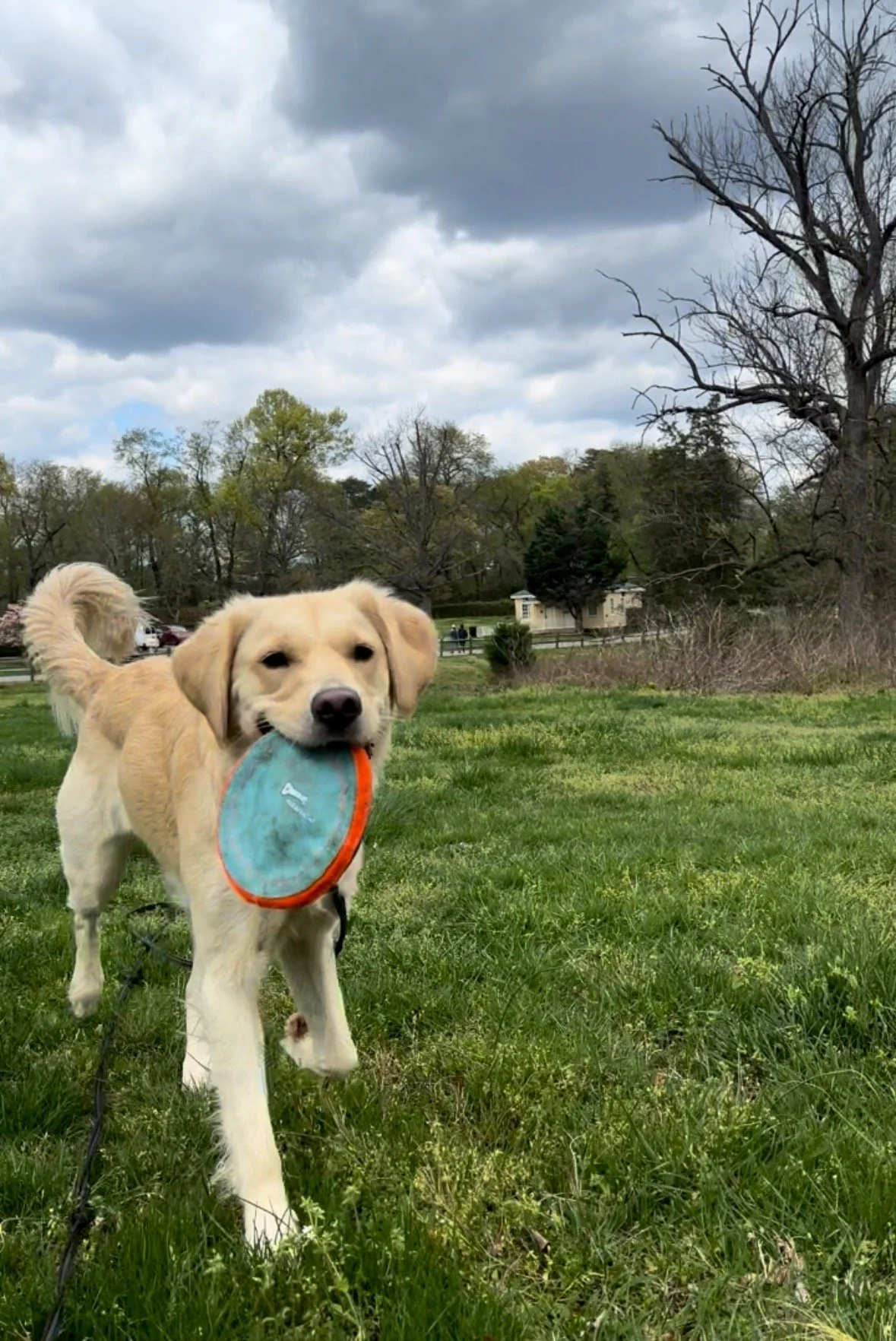 A gold retriever during training holding a blue frisbee in its mouth, walking on a grassy field with trees and cloudy sky in the background.