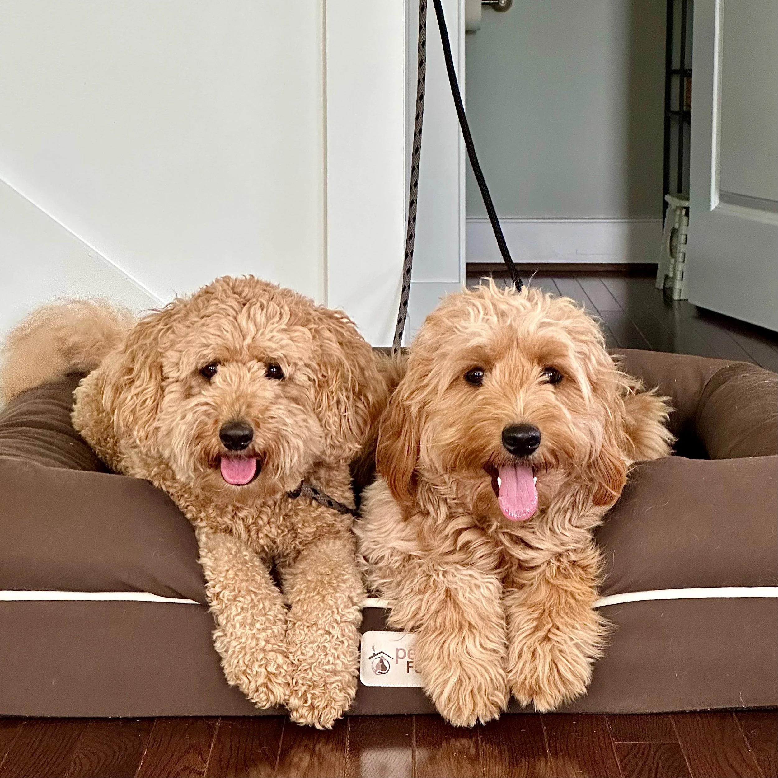 Two fluffy, curly-haired dogs, one light tan and one slightly darker tan, lying in a brown pet bed with their tongues out and looking at the camera.