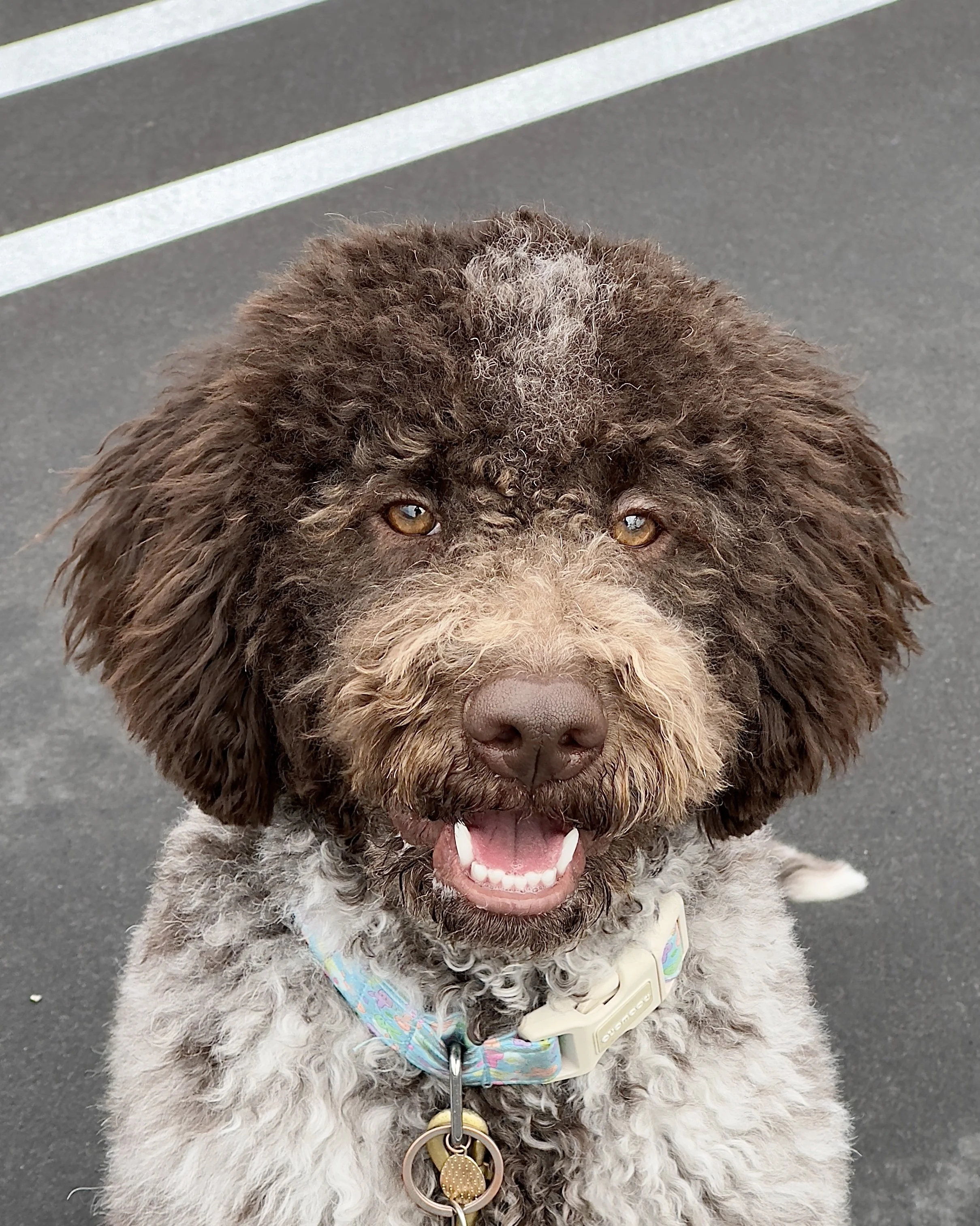 Lagotto Romangnolo