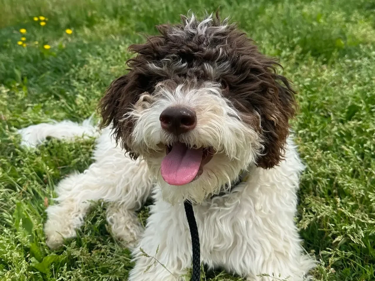 A dog sitting calmly near the Cherry Hill Farmhouse in Falls Church VA.