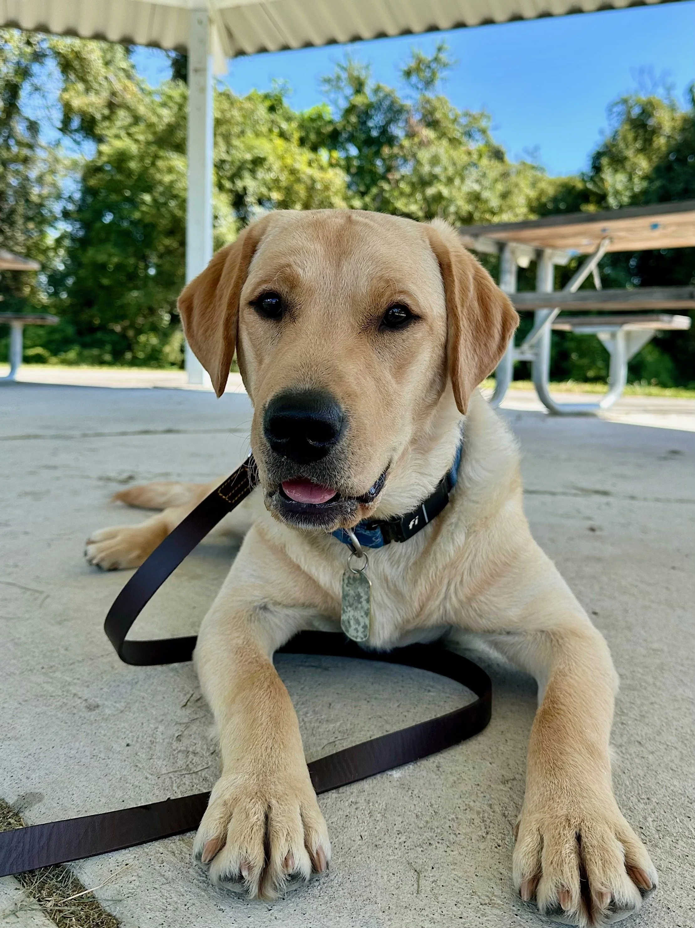 Dog training in Clarendon park