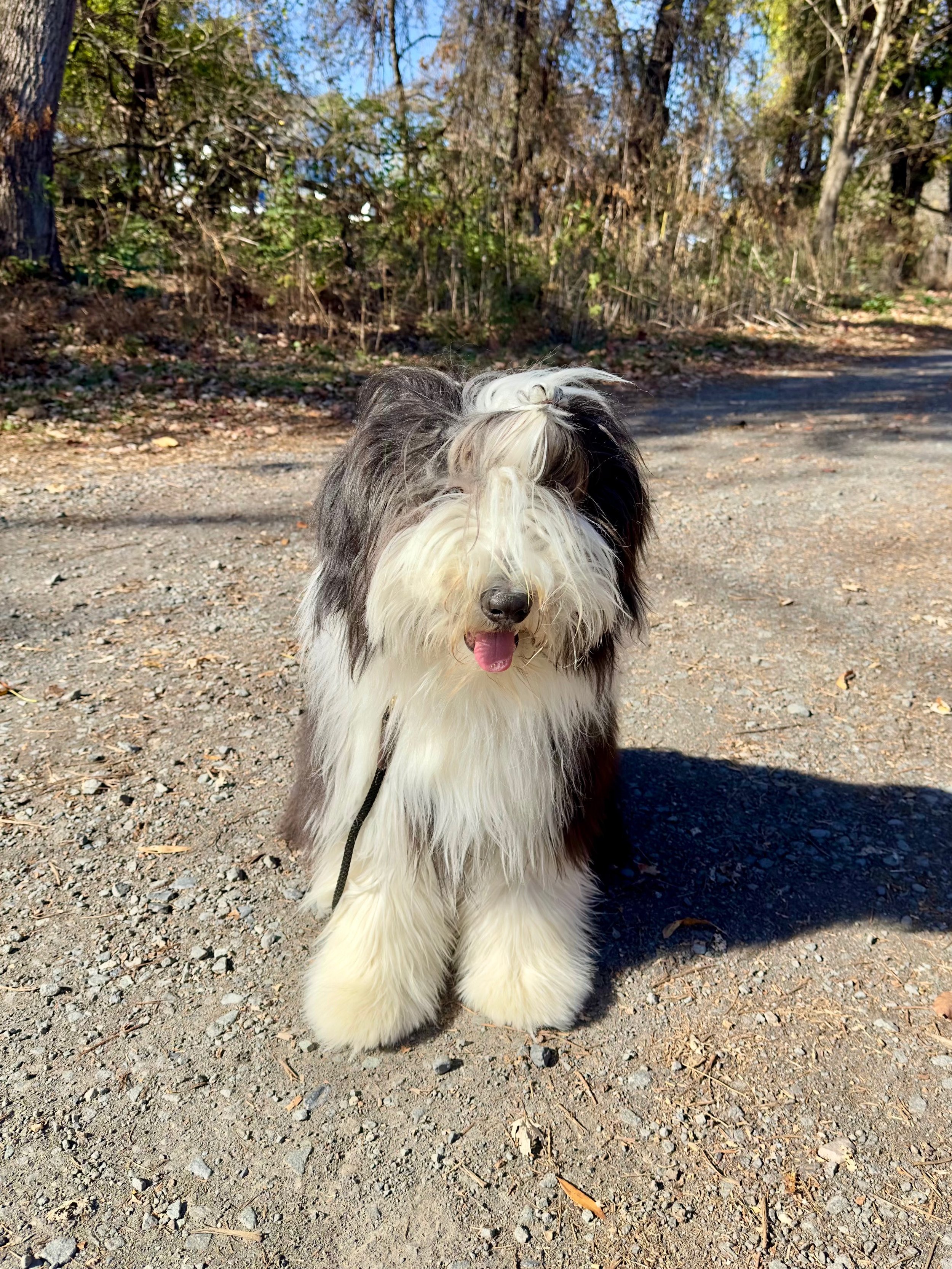 Old English Sheep Dog Training 