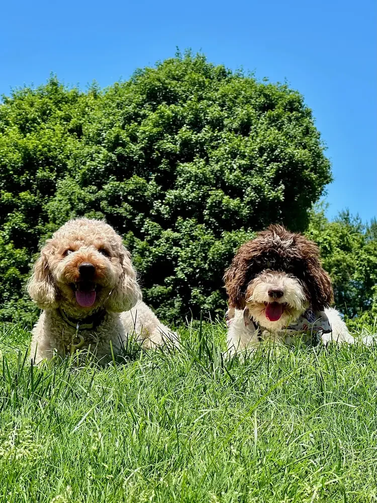 A puppy and an older dog practicing "stay" and socialization skills at park in Falls Church, VA.