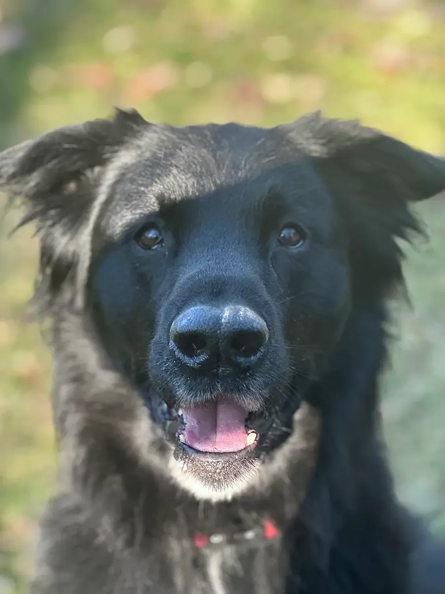 Private in-home adult dog training in Alexandria, Virginia