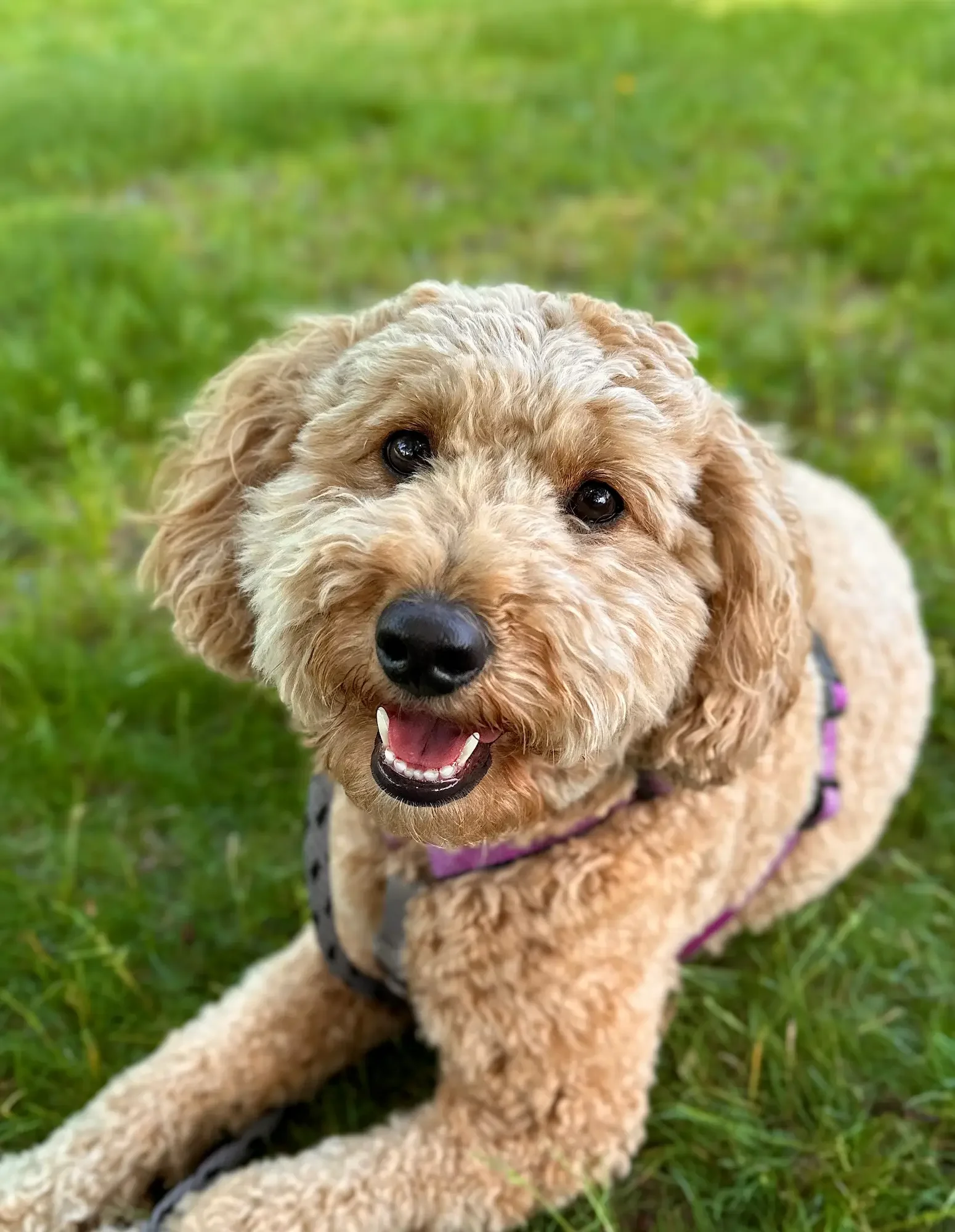 Puppy learning basic commands in Arlington, Virginia