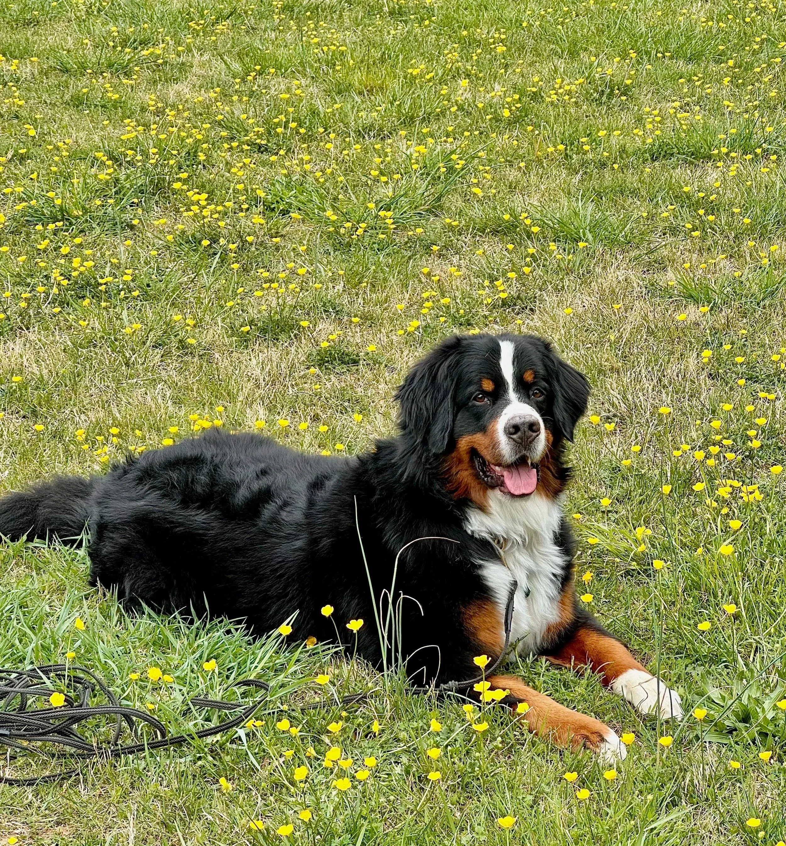 Bernese Mountain dog training in Arlington VA