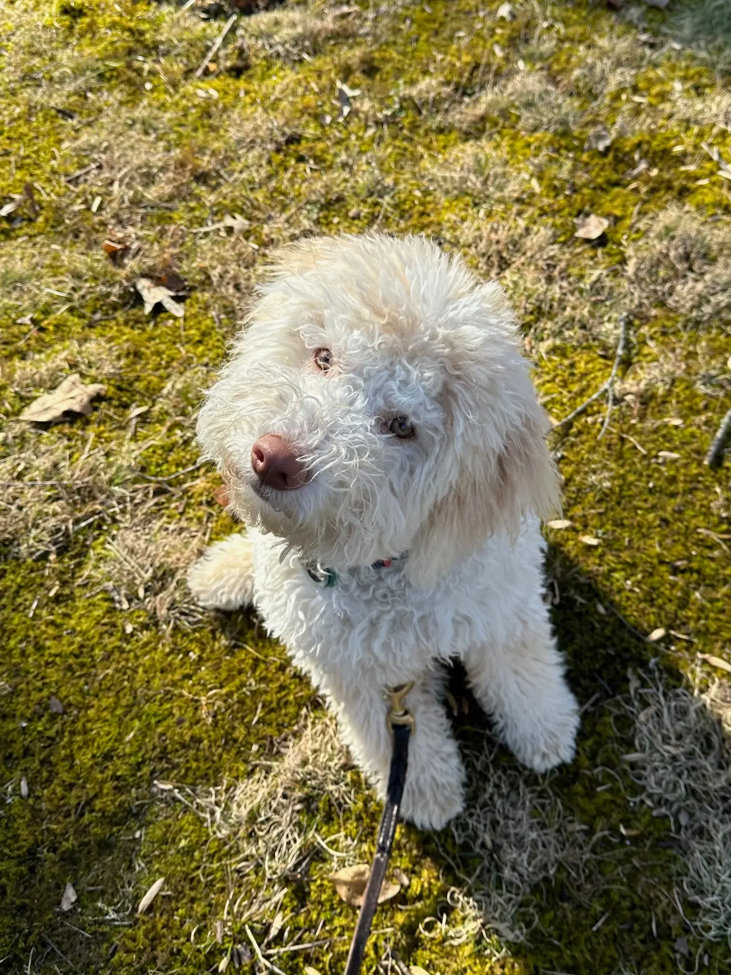 Professional dog training session in Northern Virginia