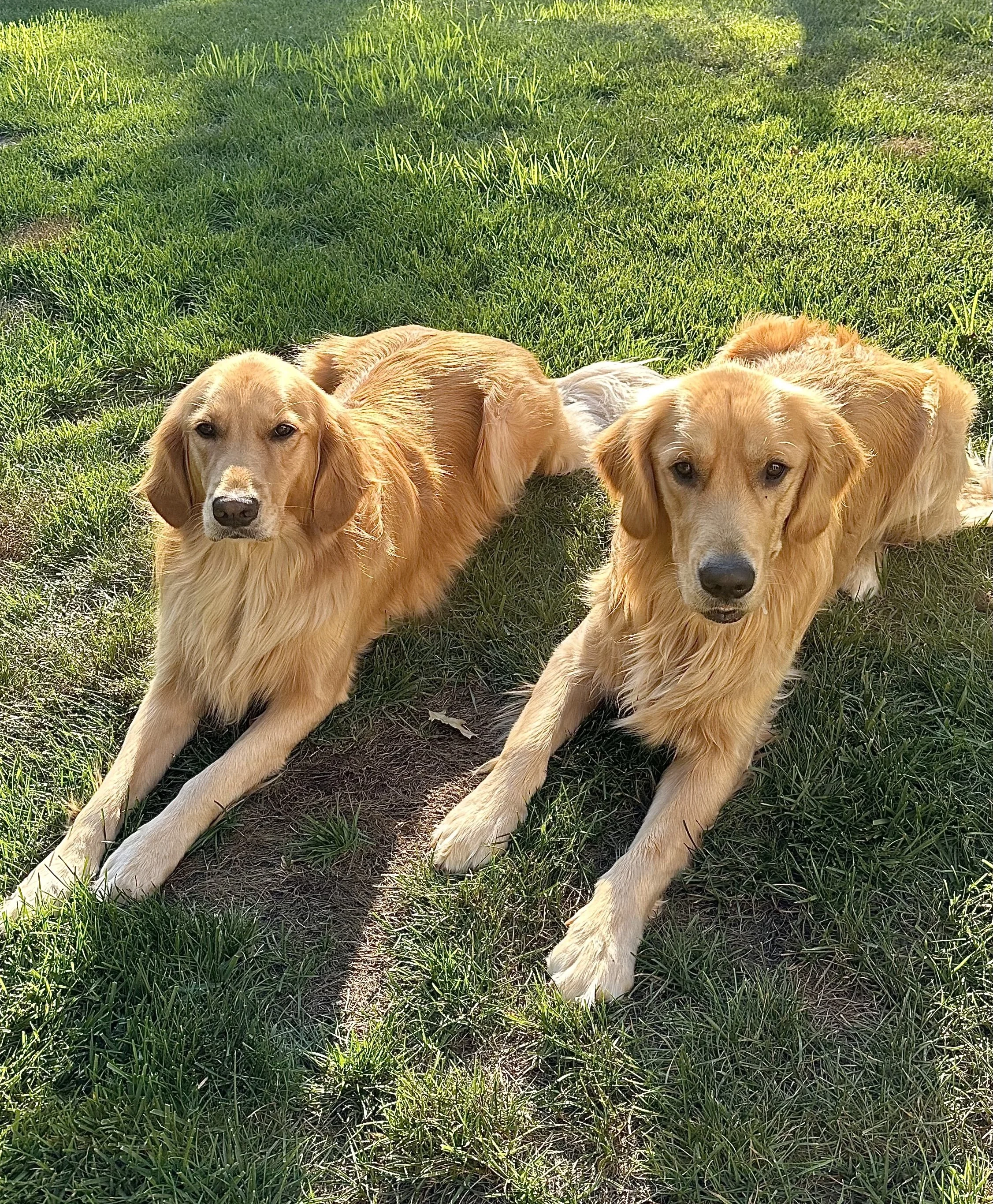 Training two golden retrievers polite manners in Falls Church Virginia
