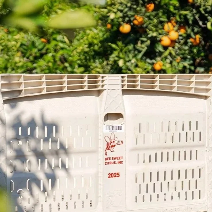 Harvest of Rosy Red Valencia orange ©RosyRedValenciaCorporation2023, rosyredvalencia.com